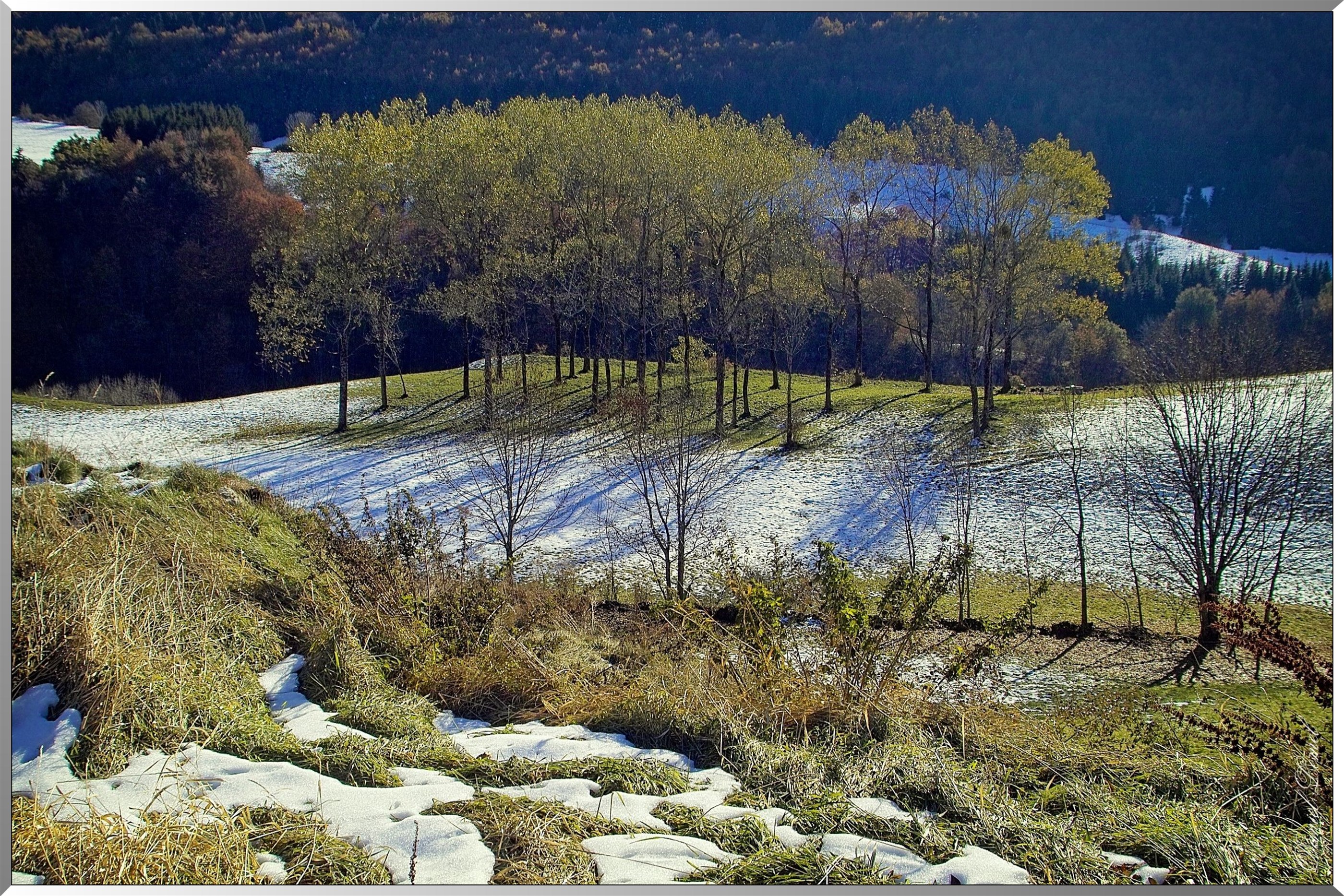 Arbres à Septmoncel