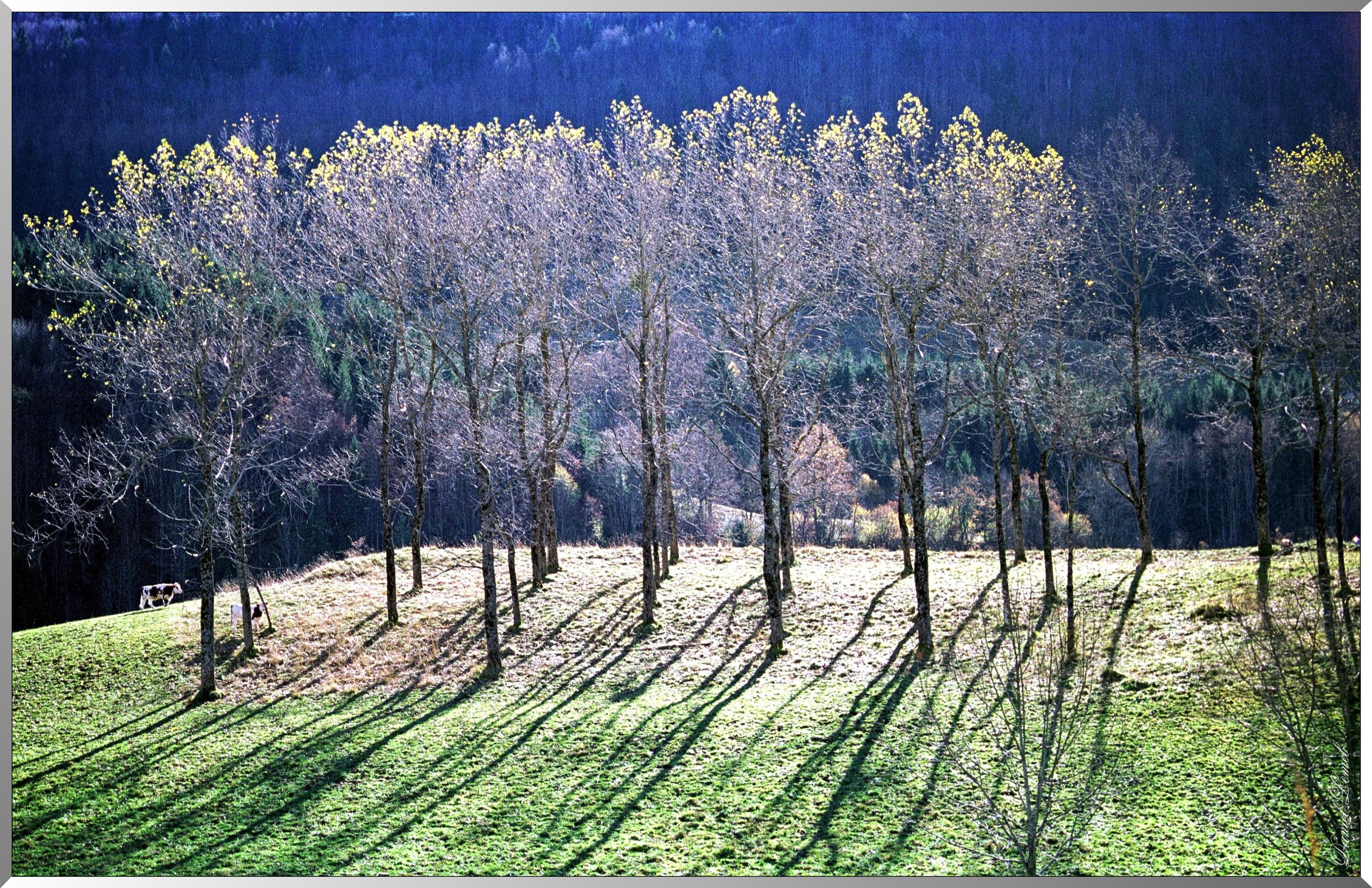 Arbres à Septmoncel