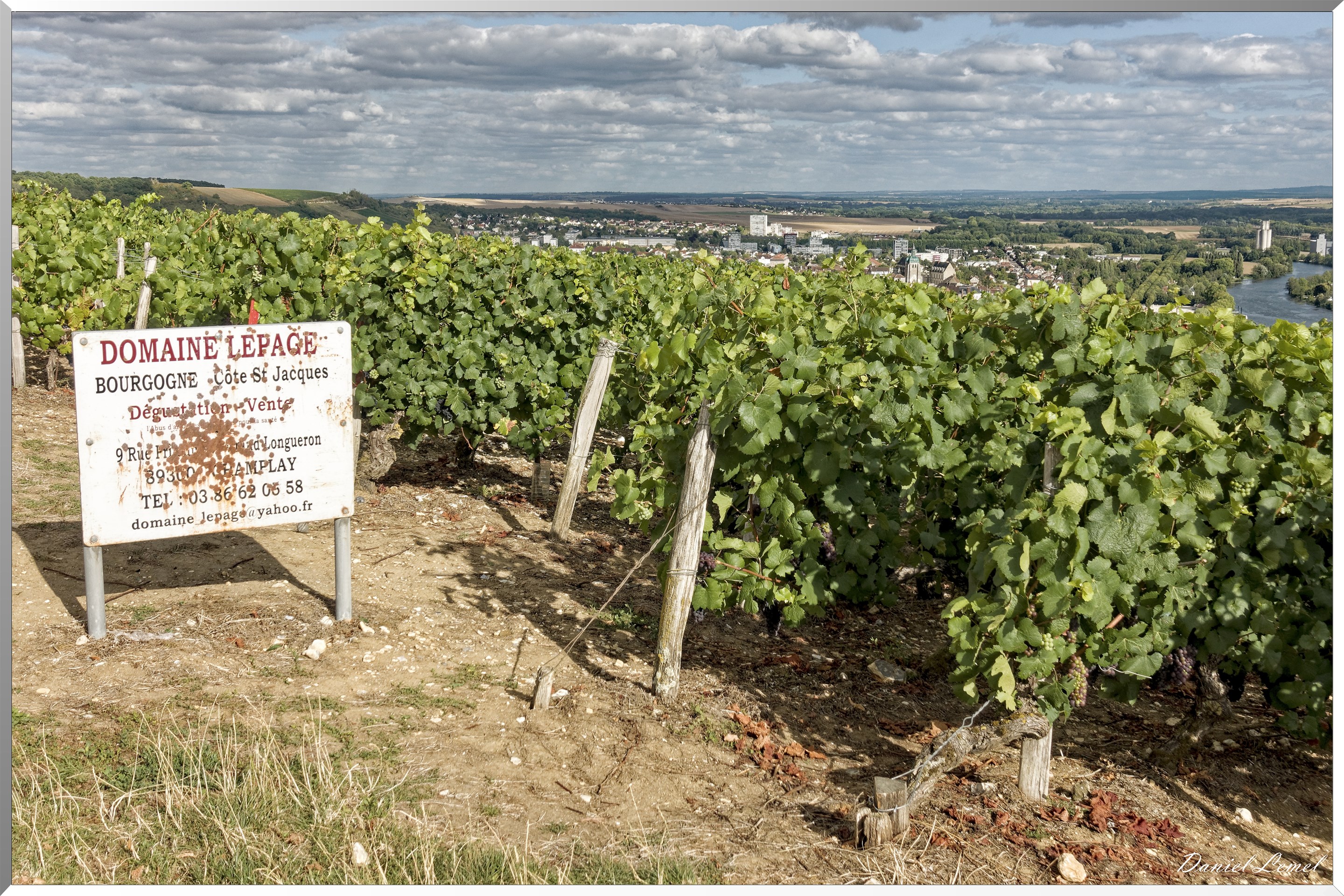 Vignobles