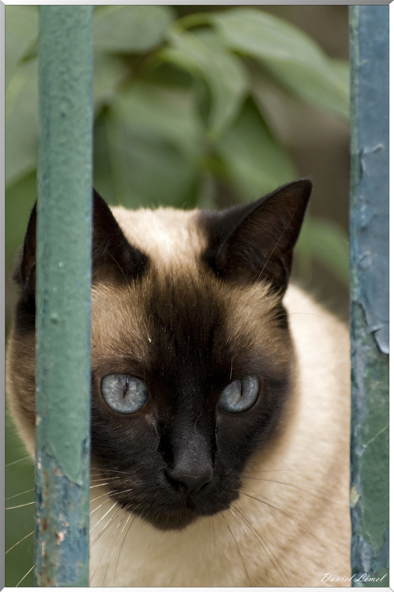 Chat