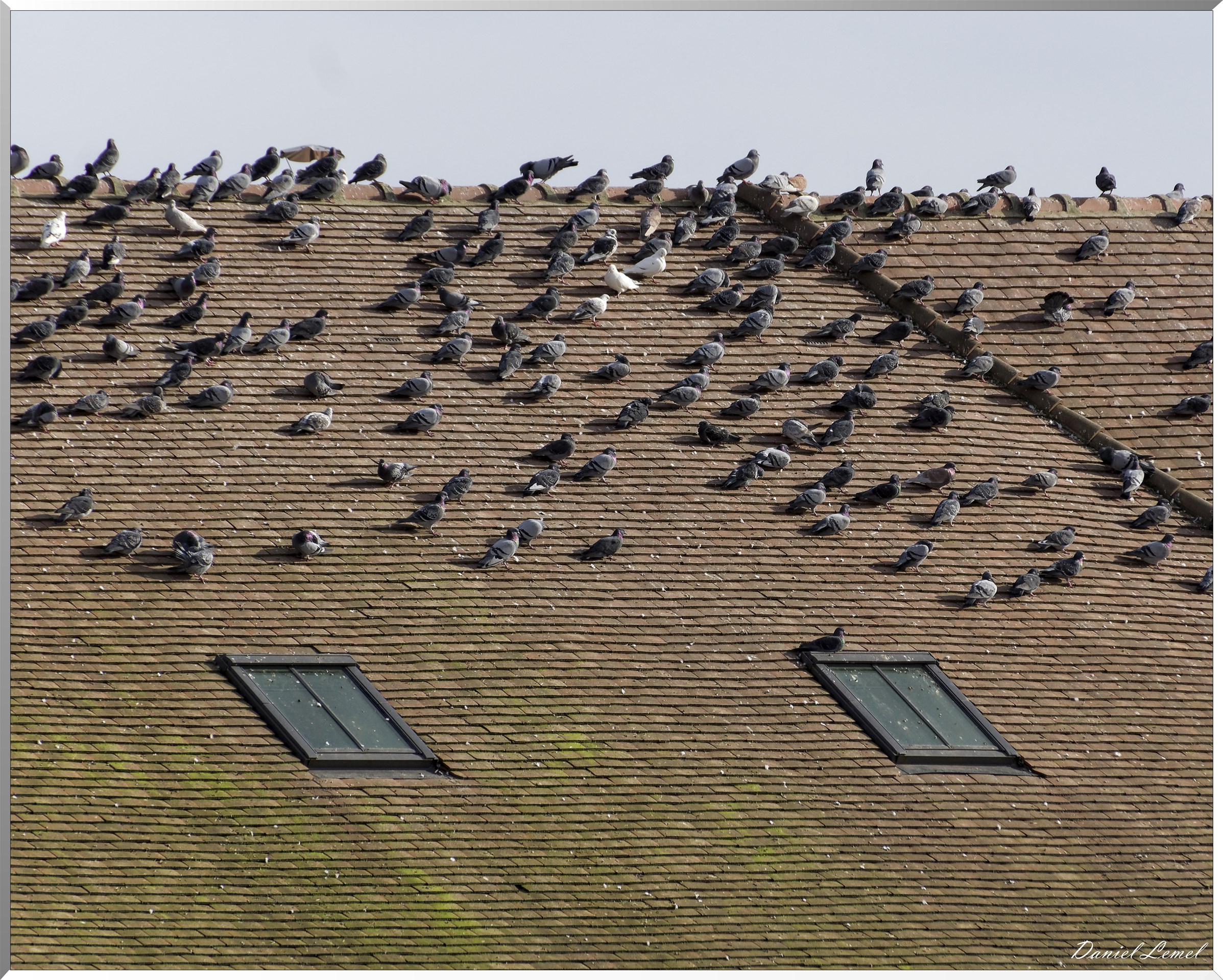 Pigeons