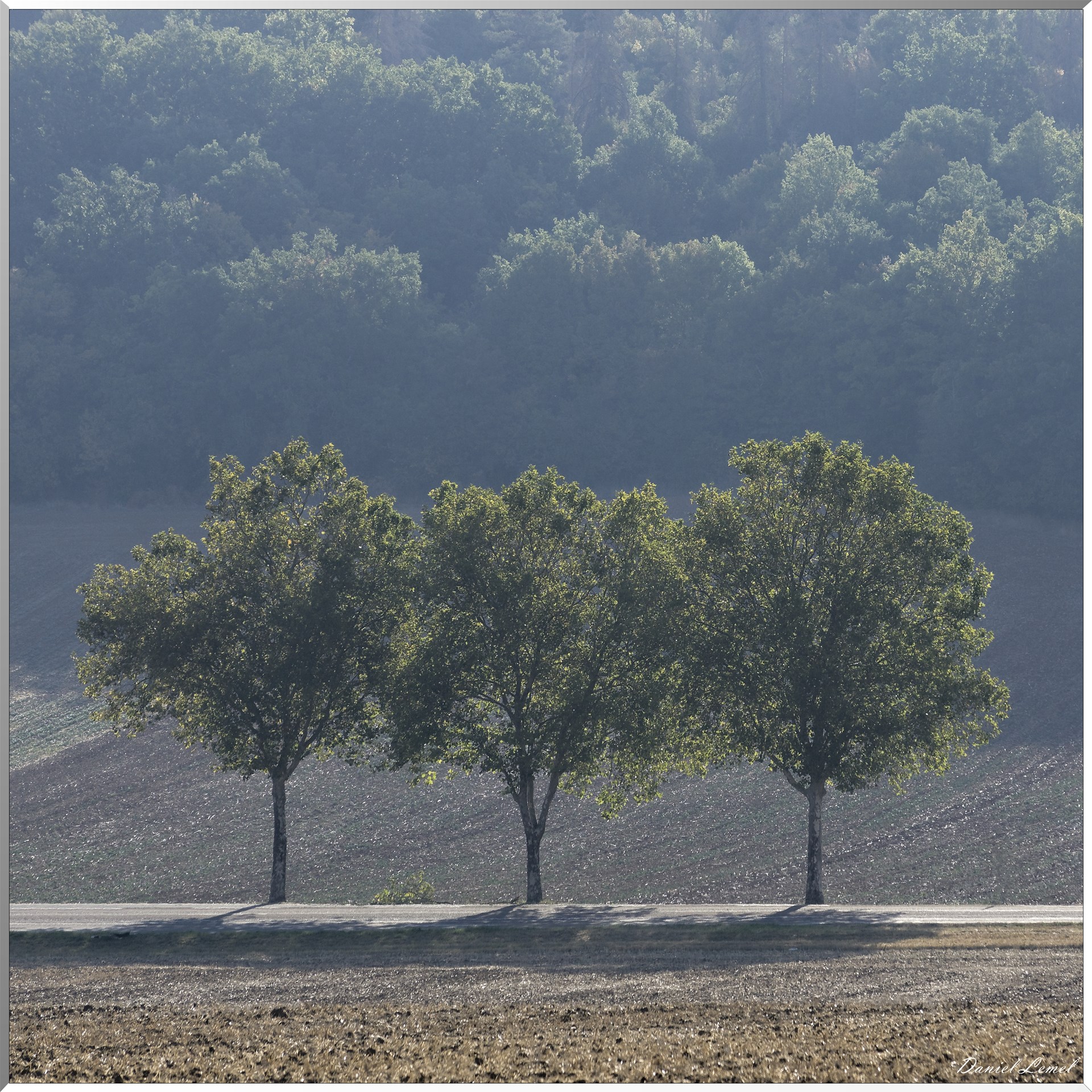 Arbres
