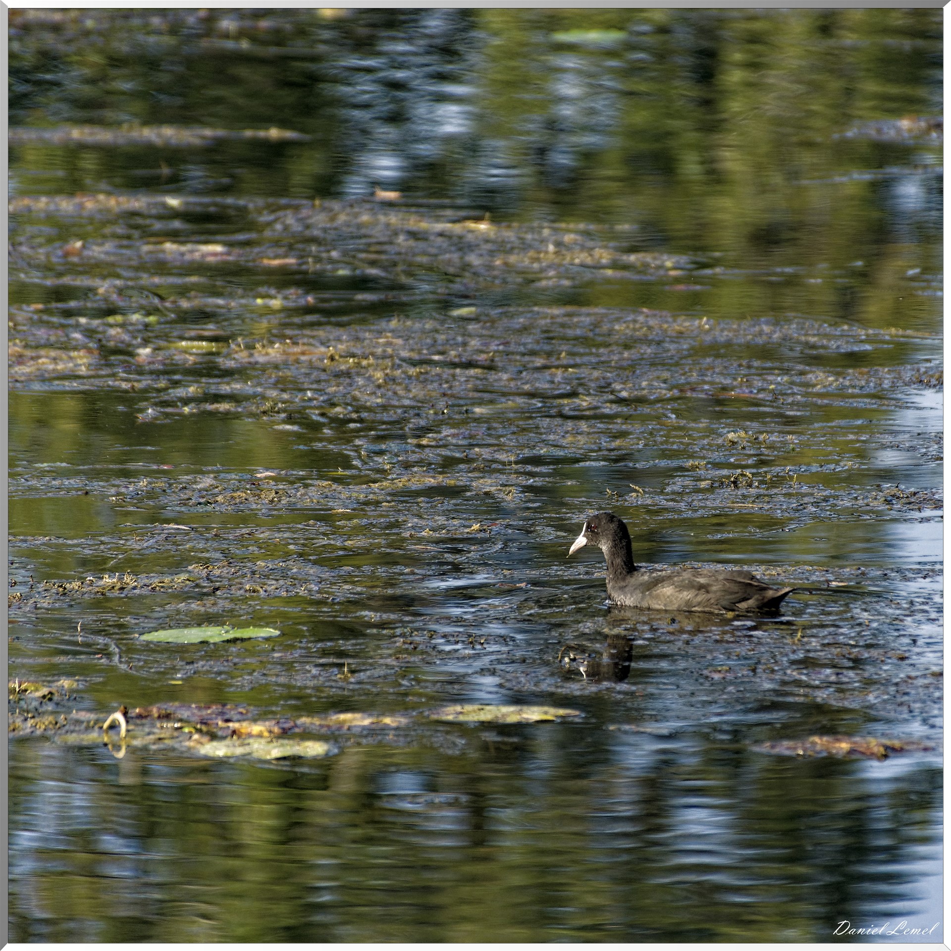 Poule d'eau