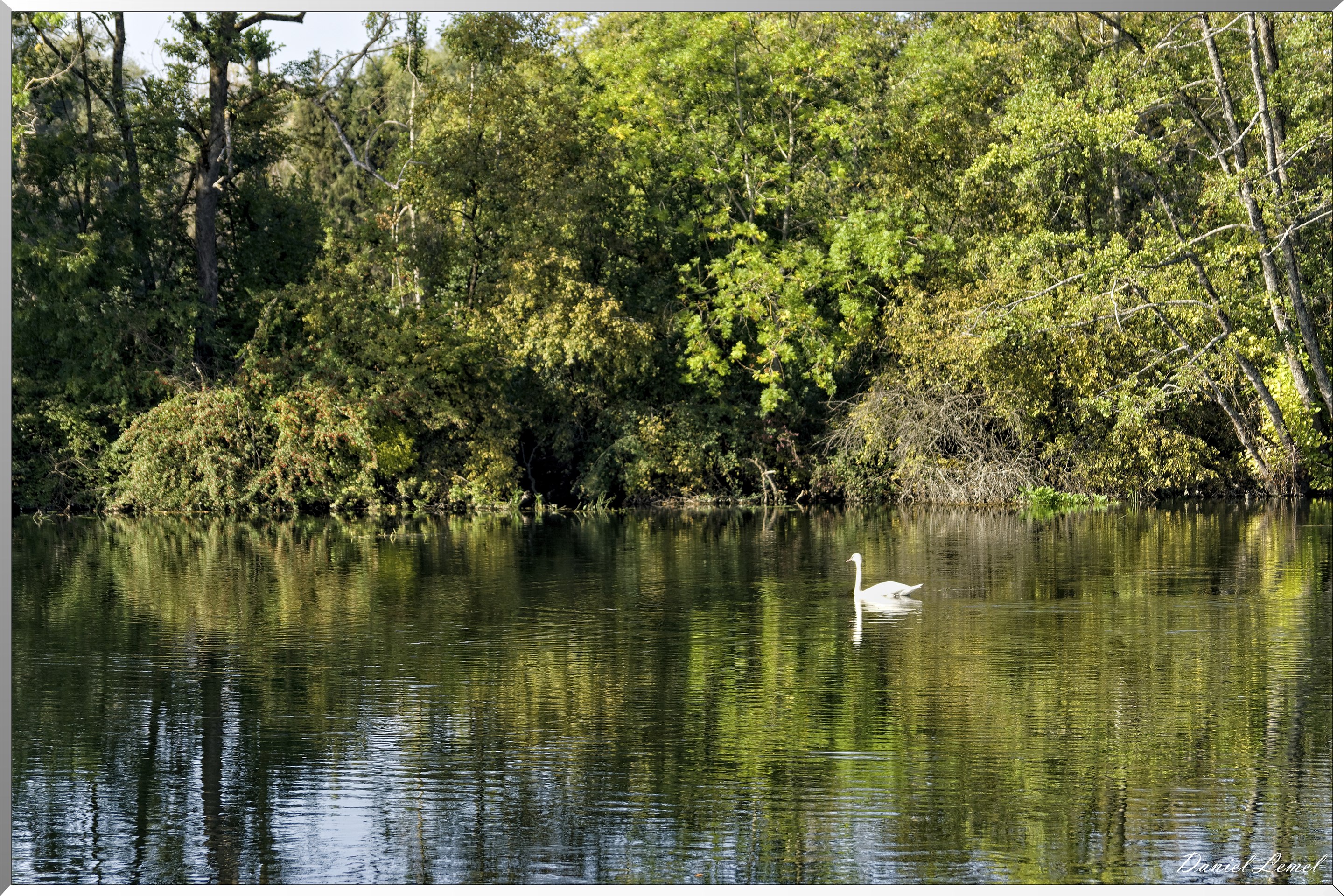 Cygne