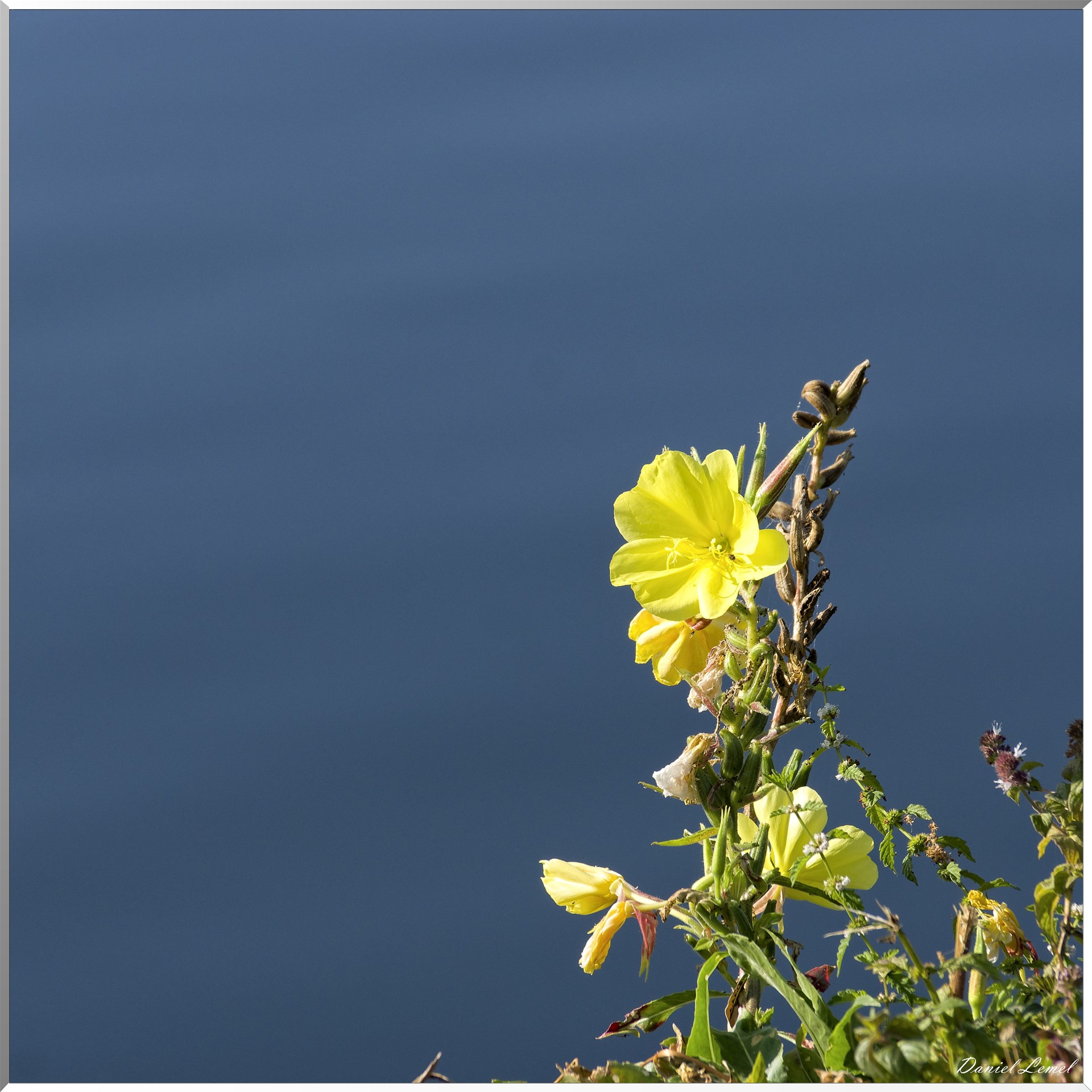 fleur