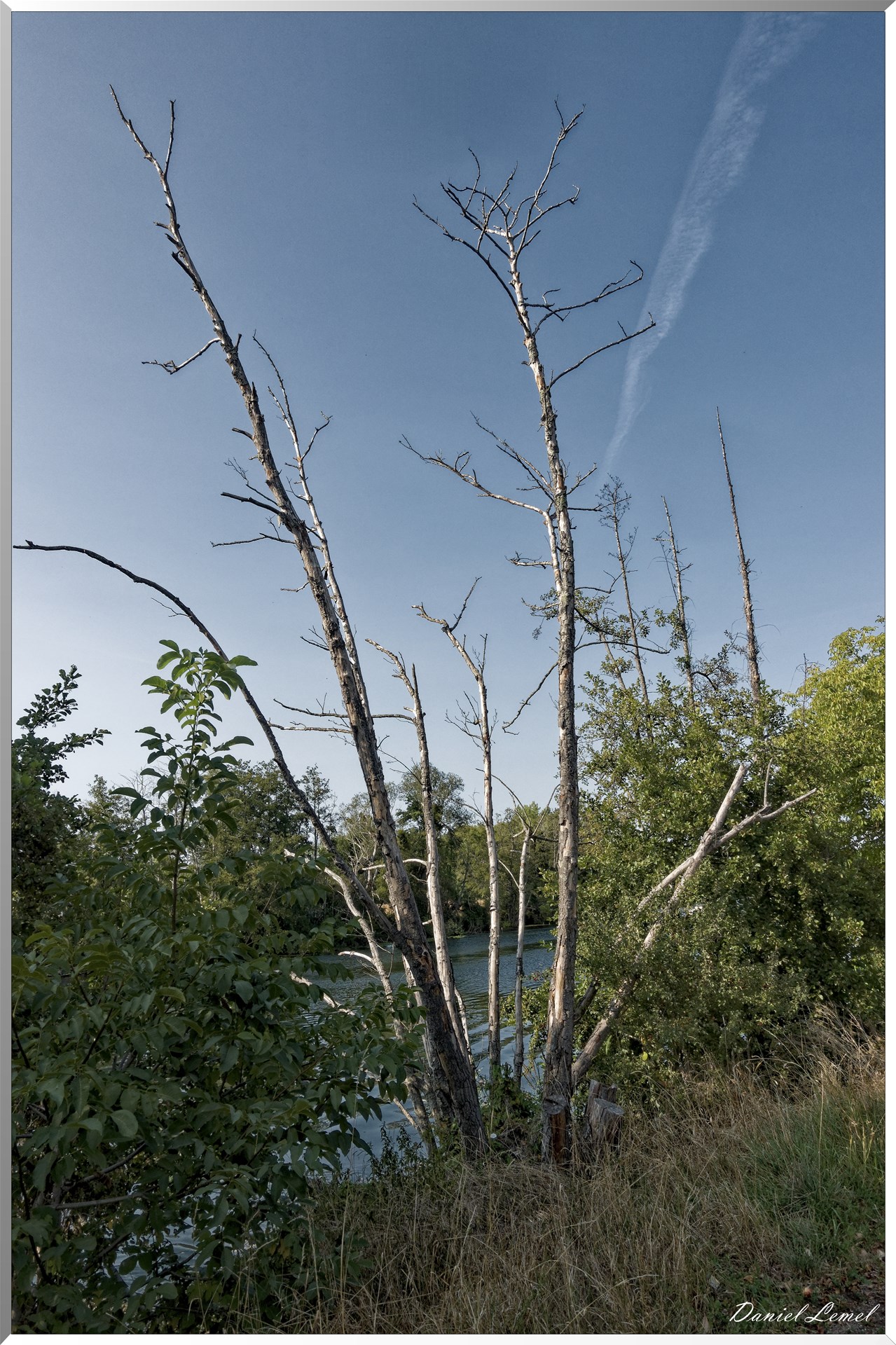 Arbre mort