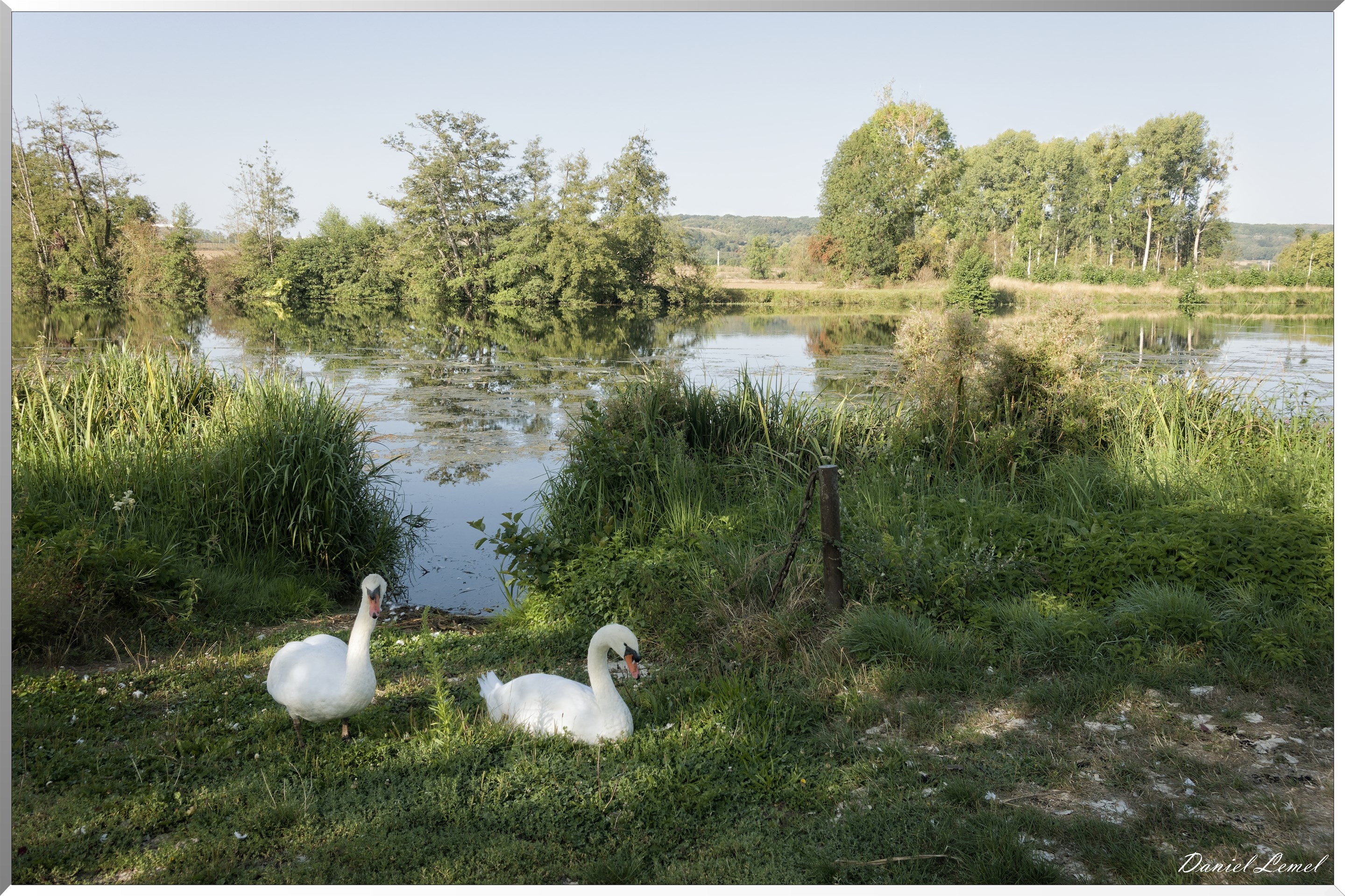 Cygne