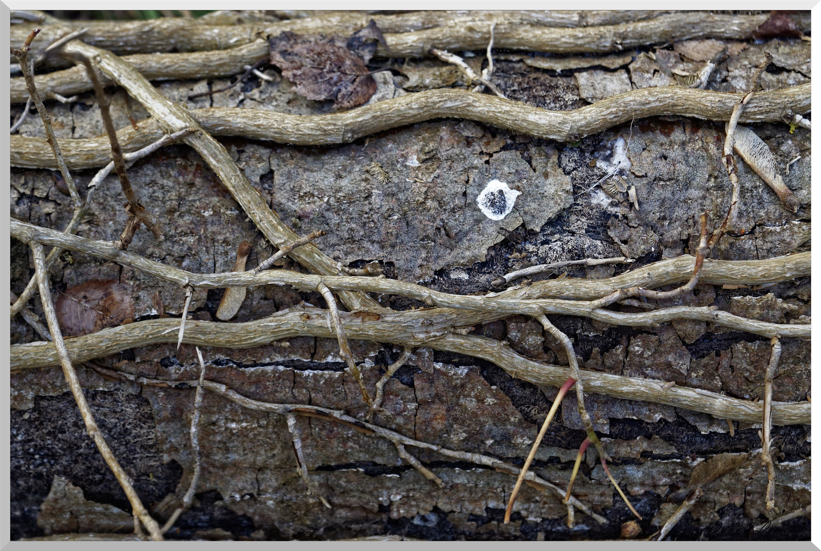 Saint-Geneviève-les-Gasny