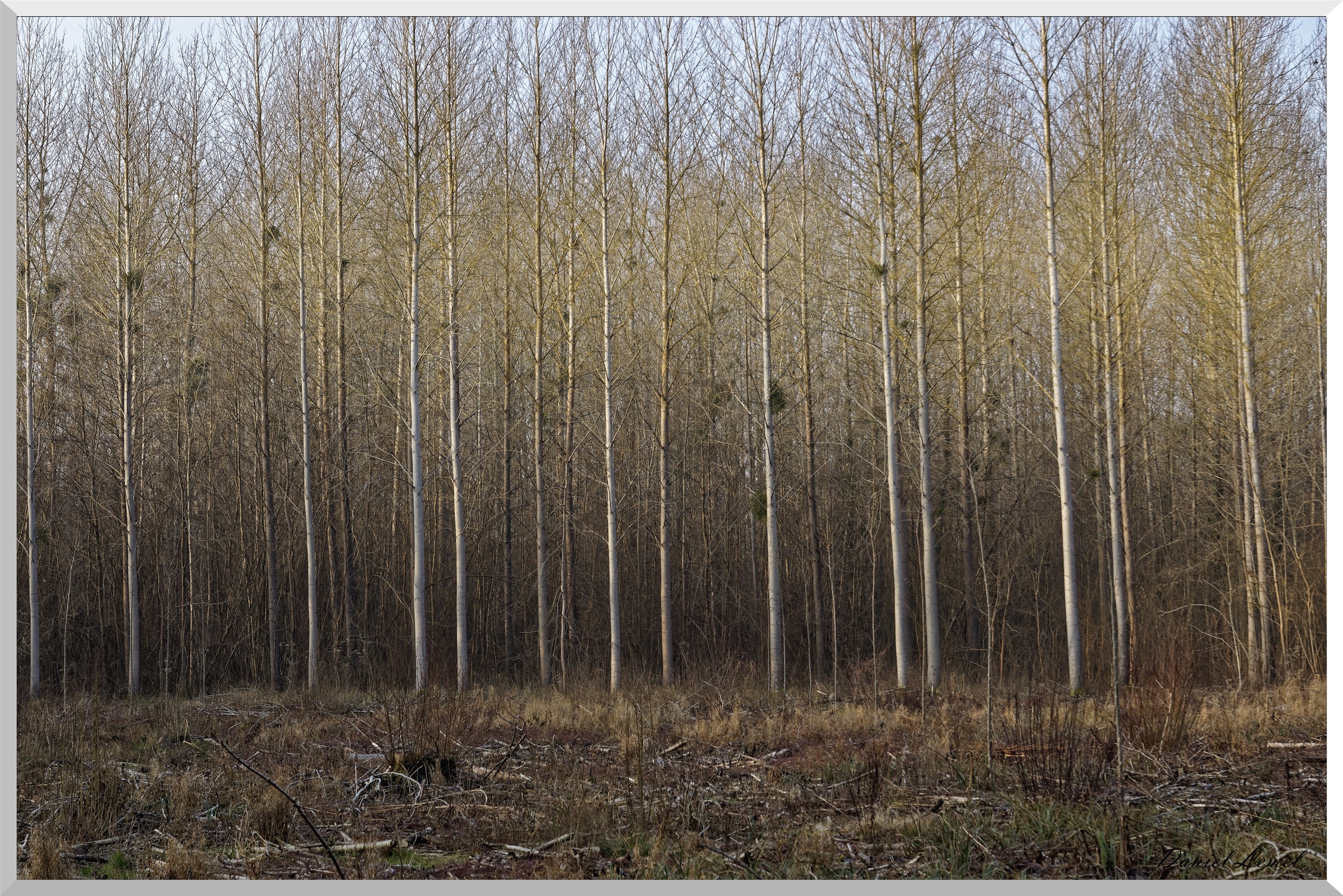 Saint-Geneviève-les-Gasny