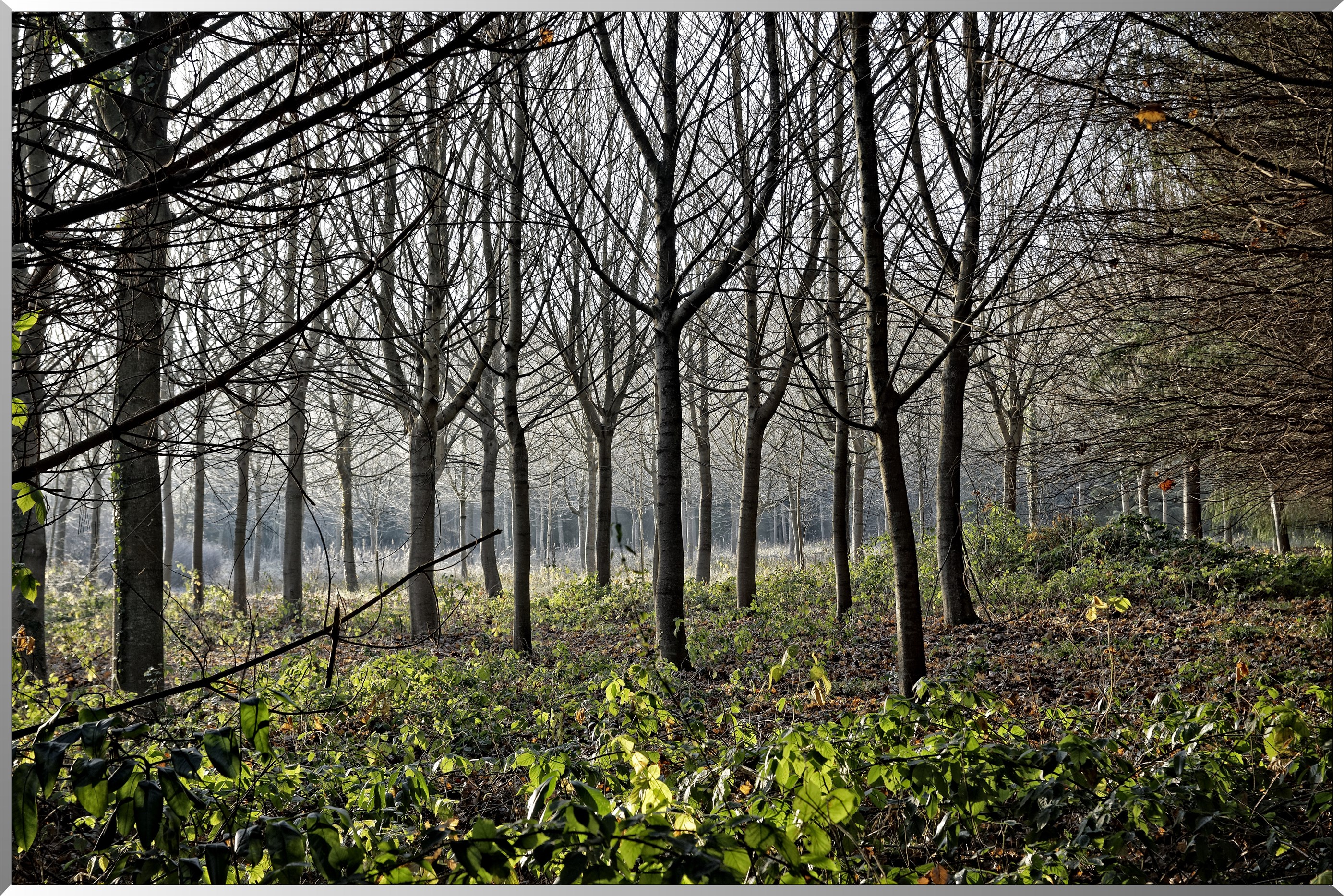 Arboretum - La Roche-Guyon