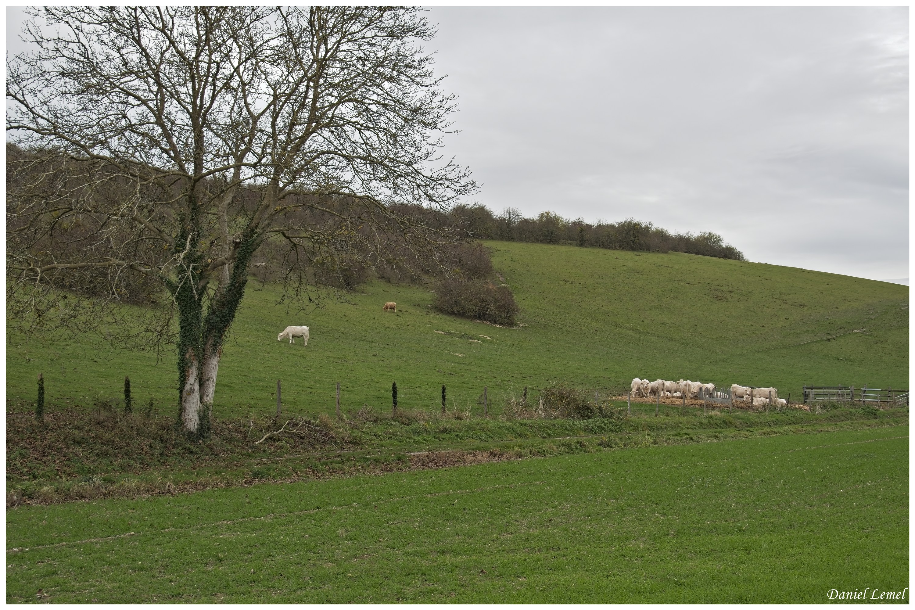  DSC9009W