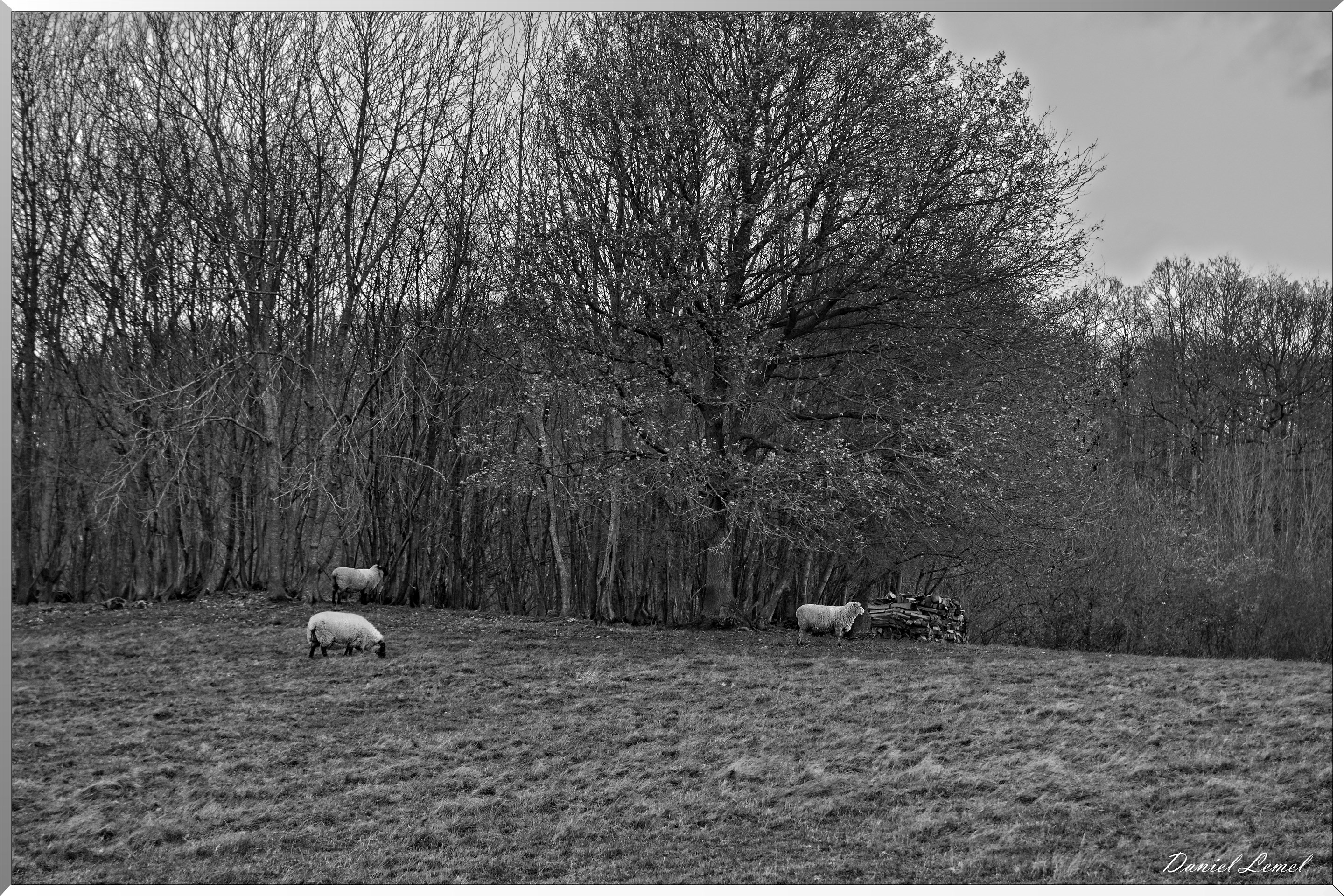 14-12-2017 - La chapelle-Réanville