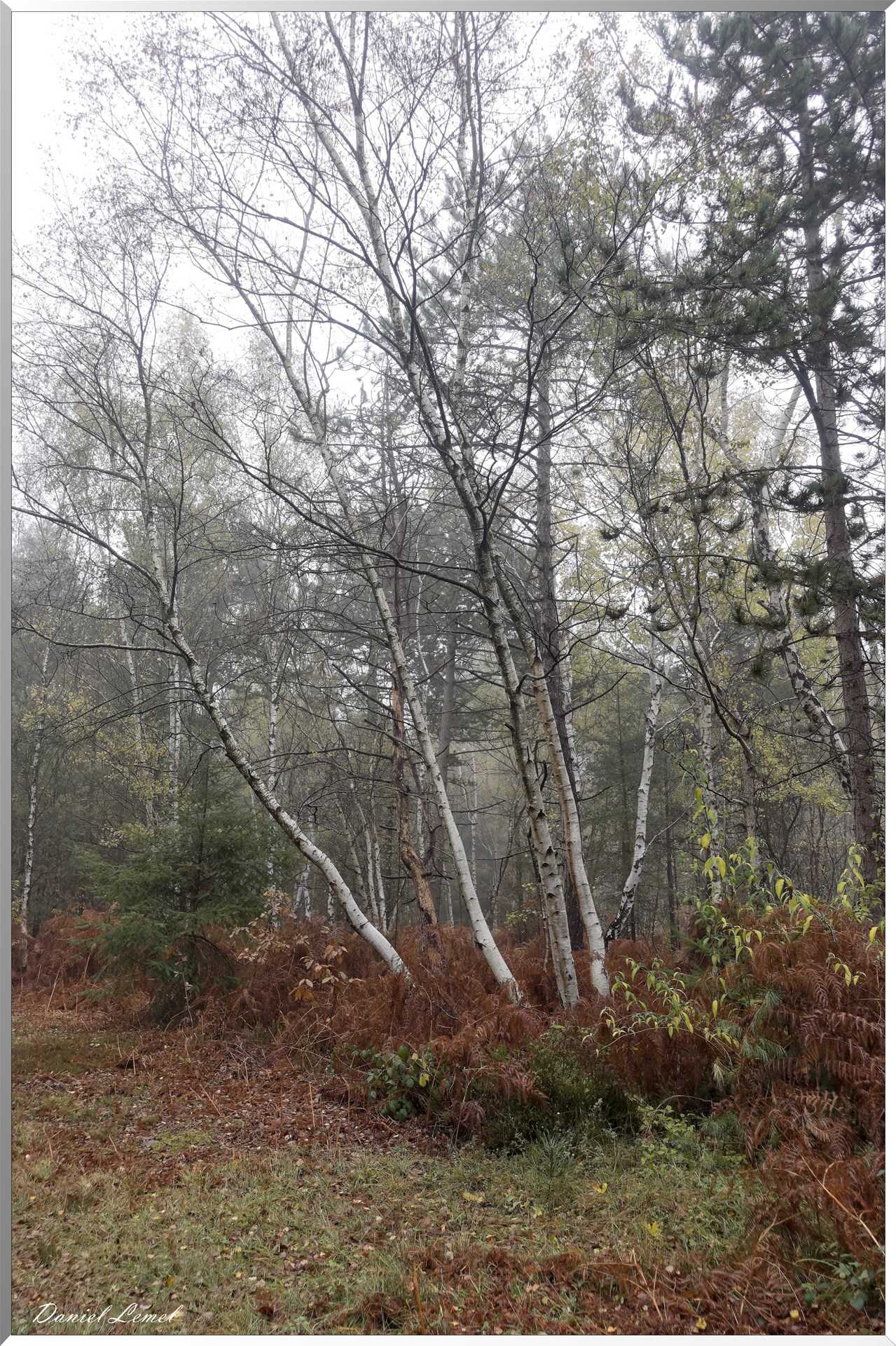 Vernon - Forêt du LRBA