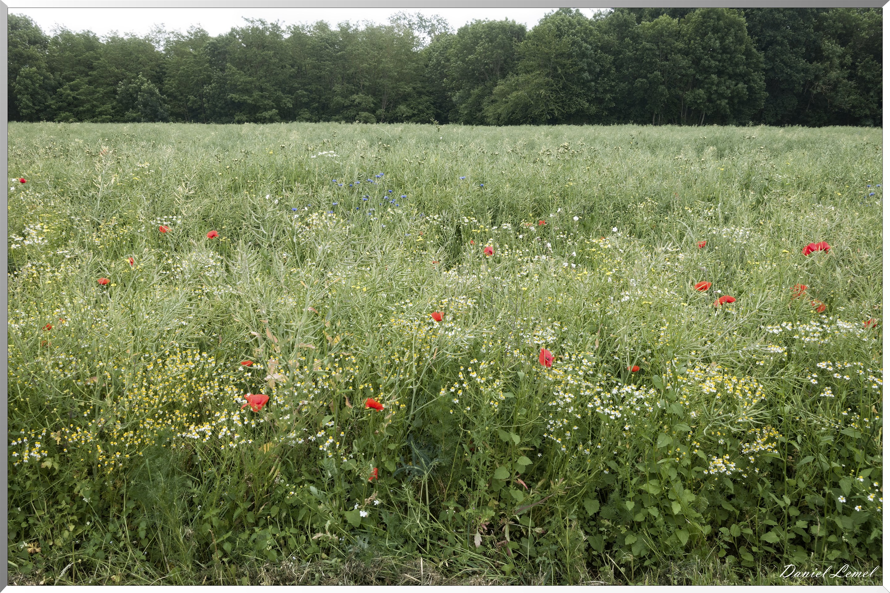 Saint-Pierre-de-Bailleul