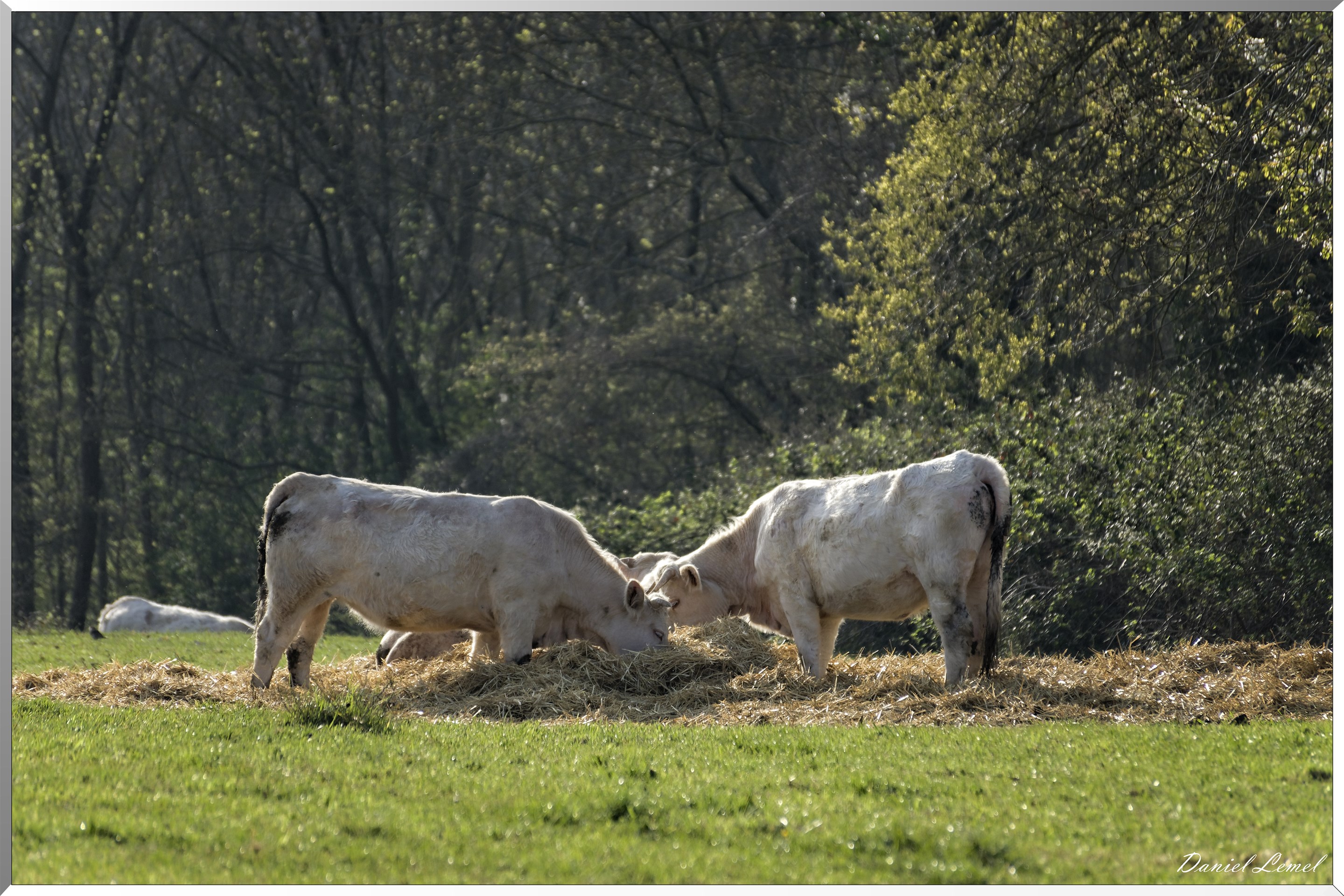 Saint-Pierre-de-Bailleul