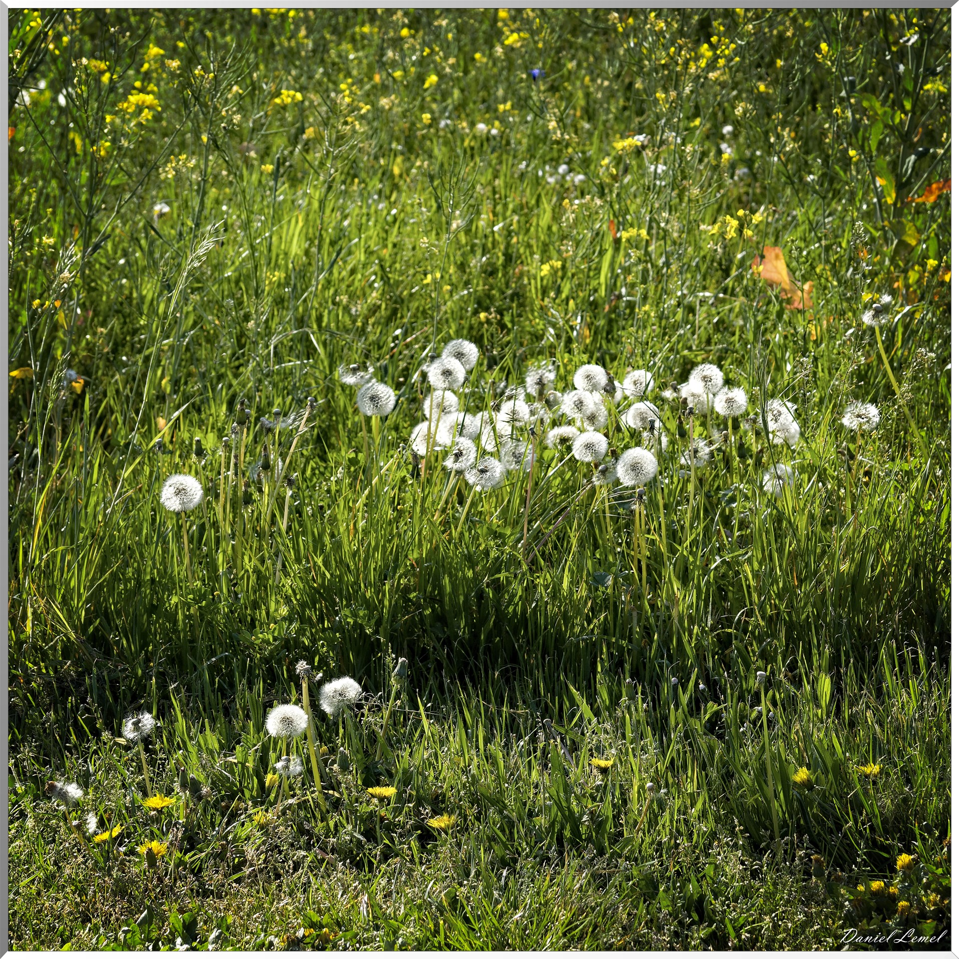 Saint-Pierre-de-Bailleul