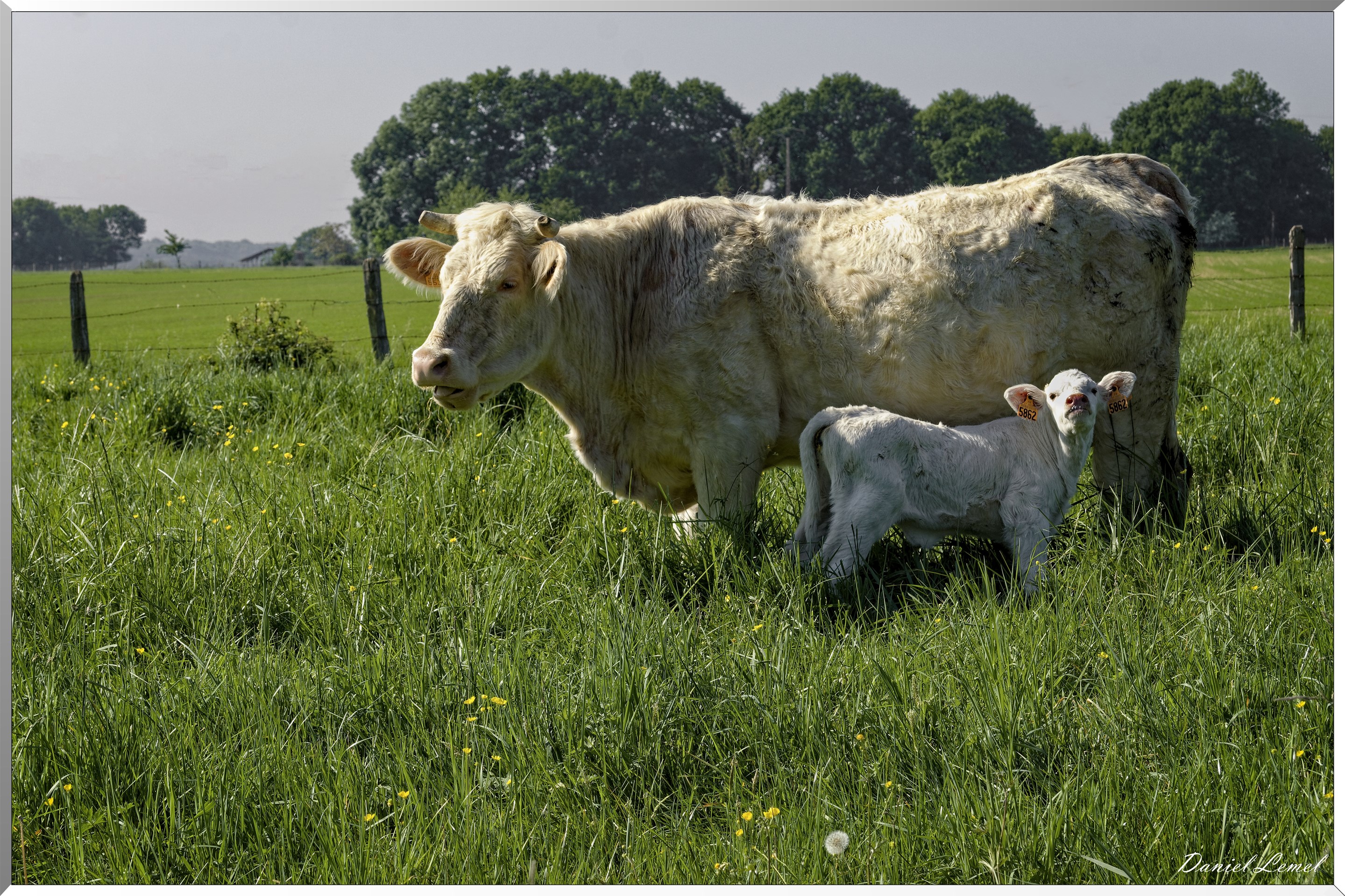 Saint-Pierre-de-Bailleul