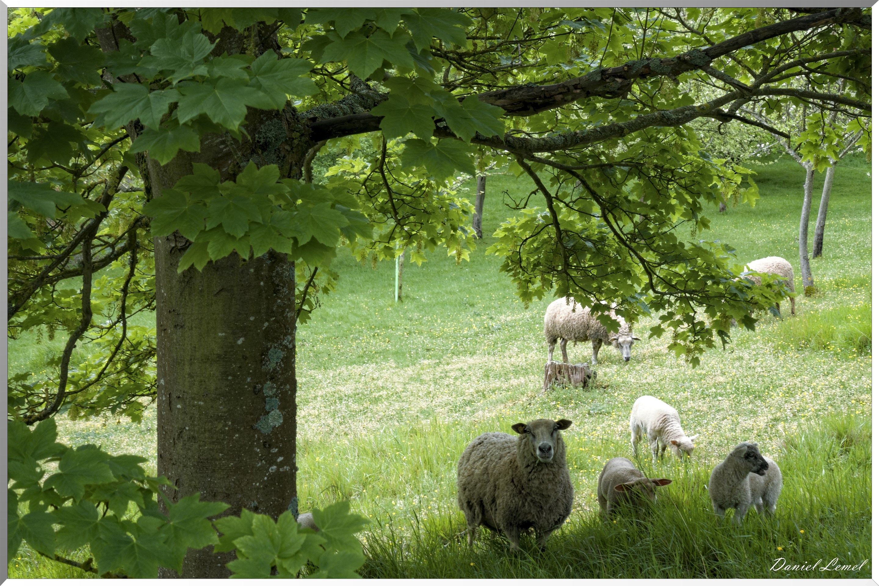 Saint-Pierre-de-Bailleul
