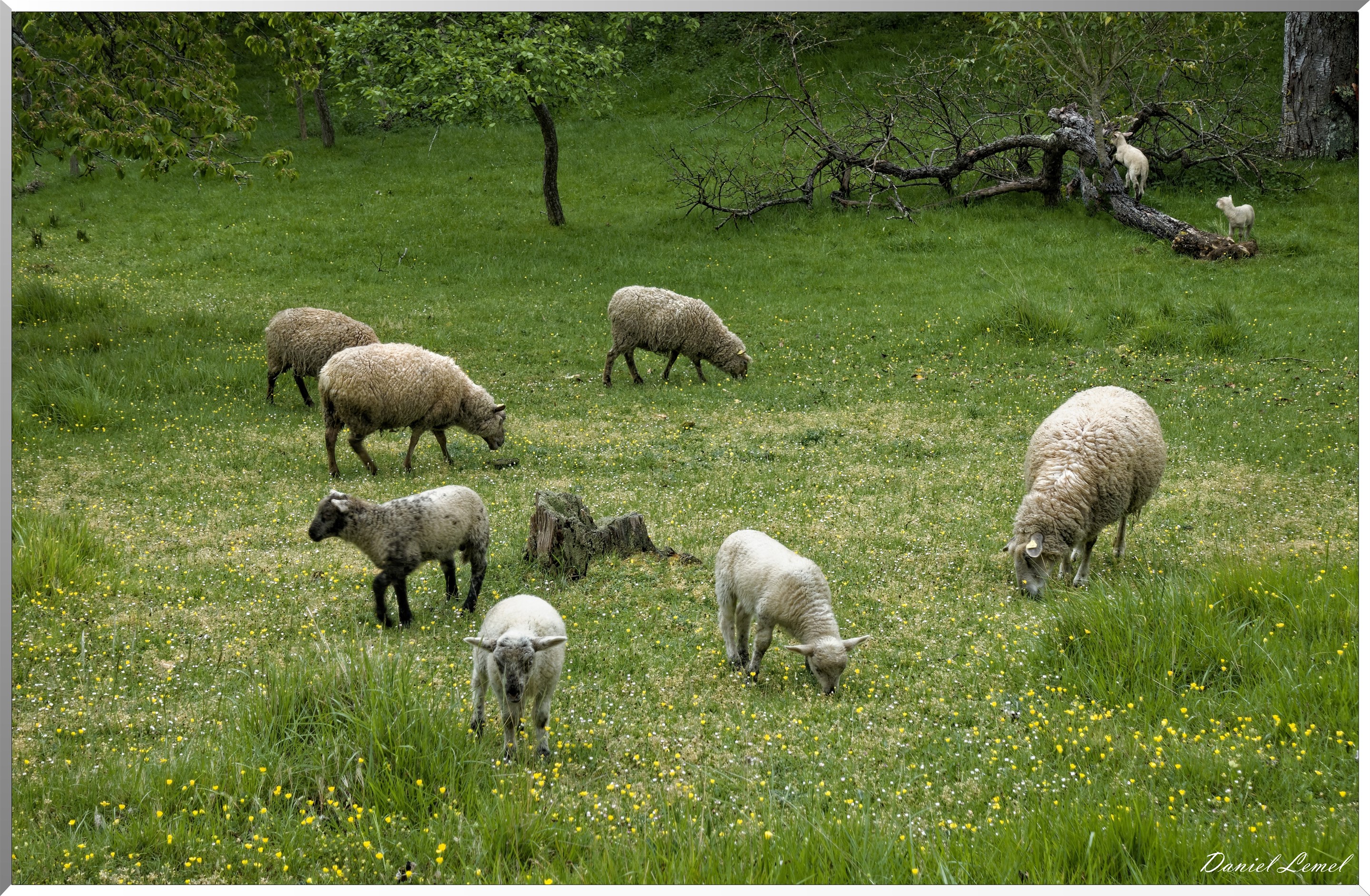 Saint-Pierre-de-Bailleul
