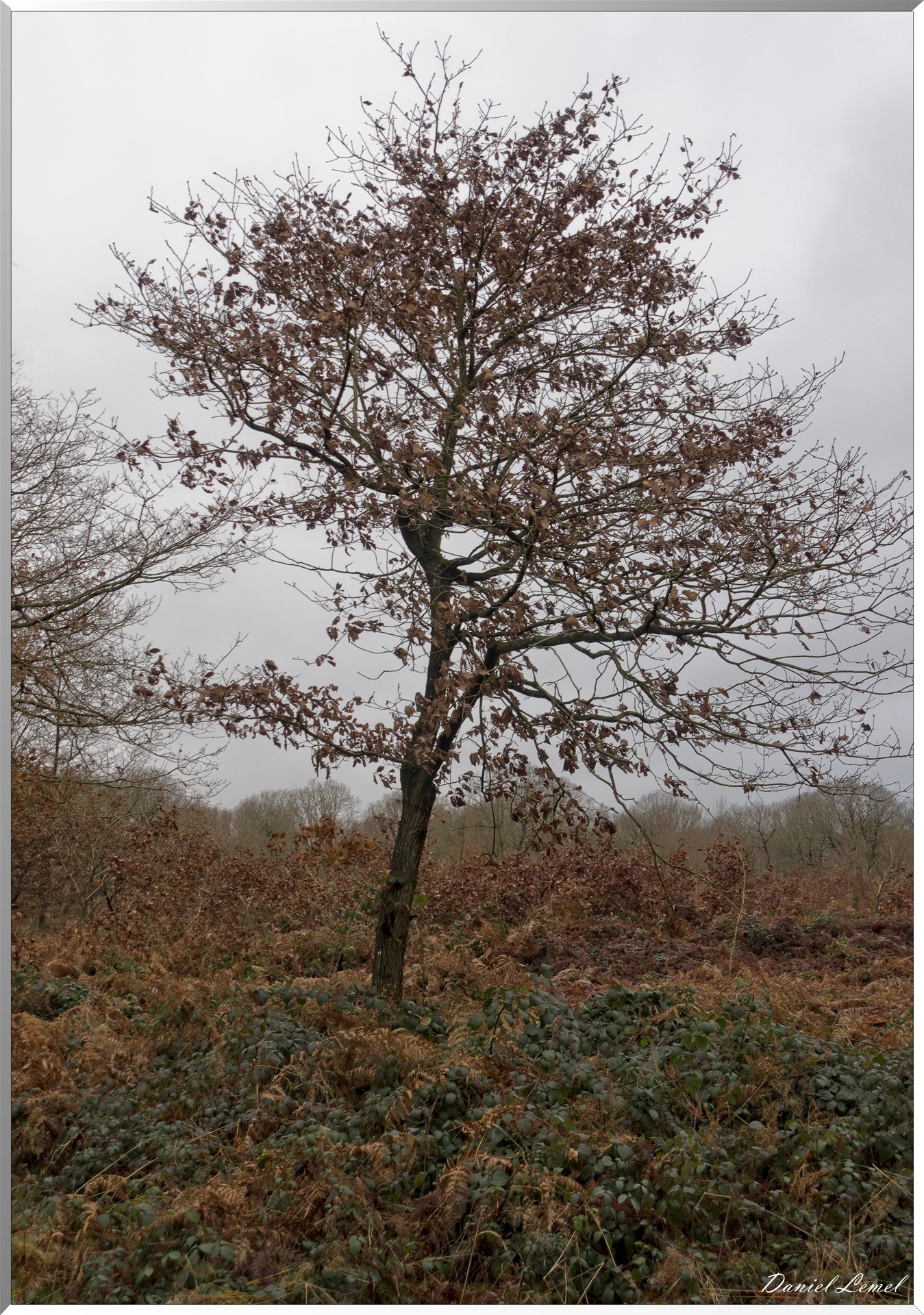 Vernon - Forêt du LRBA
