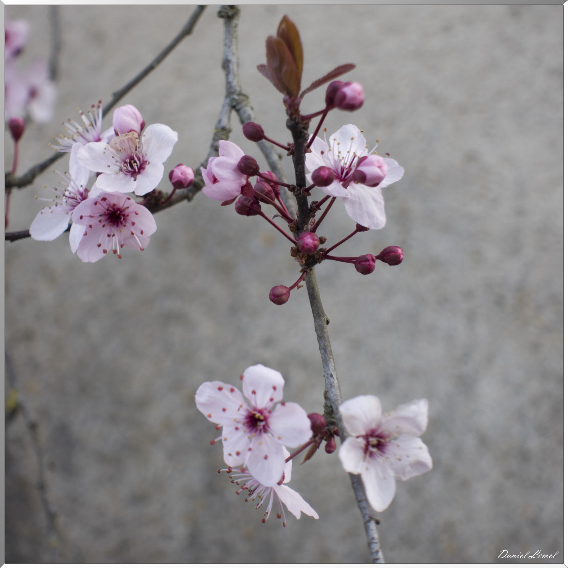 Saint-Geneviève-les-Gasny