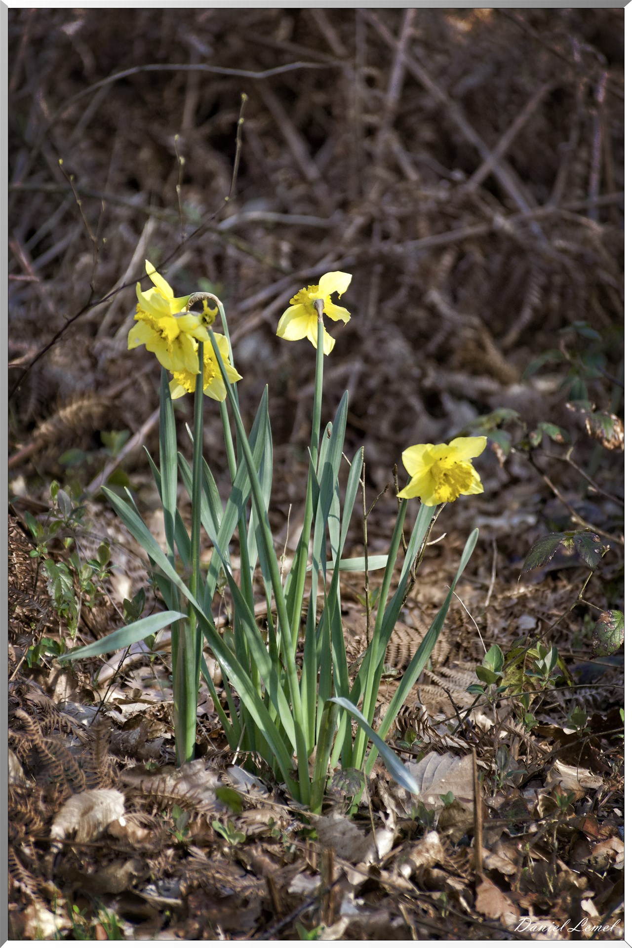 Bois-Jérôme-Saint-Ouen