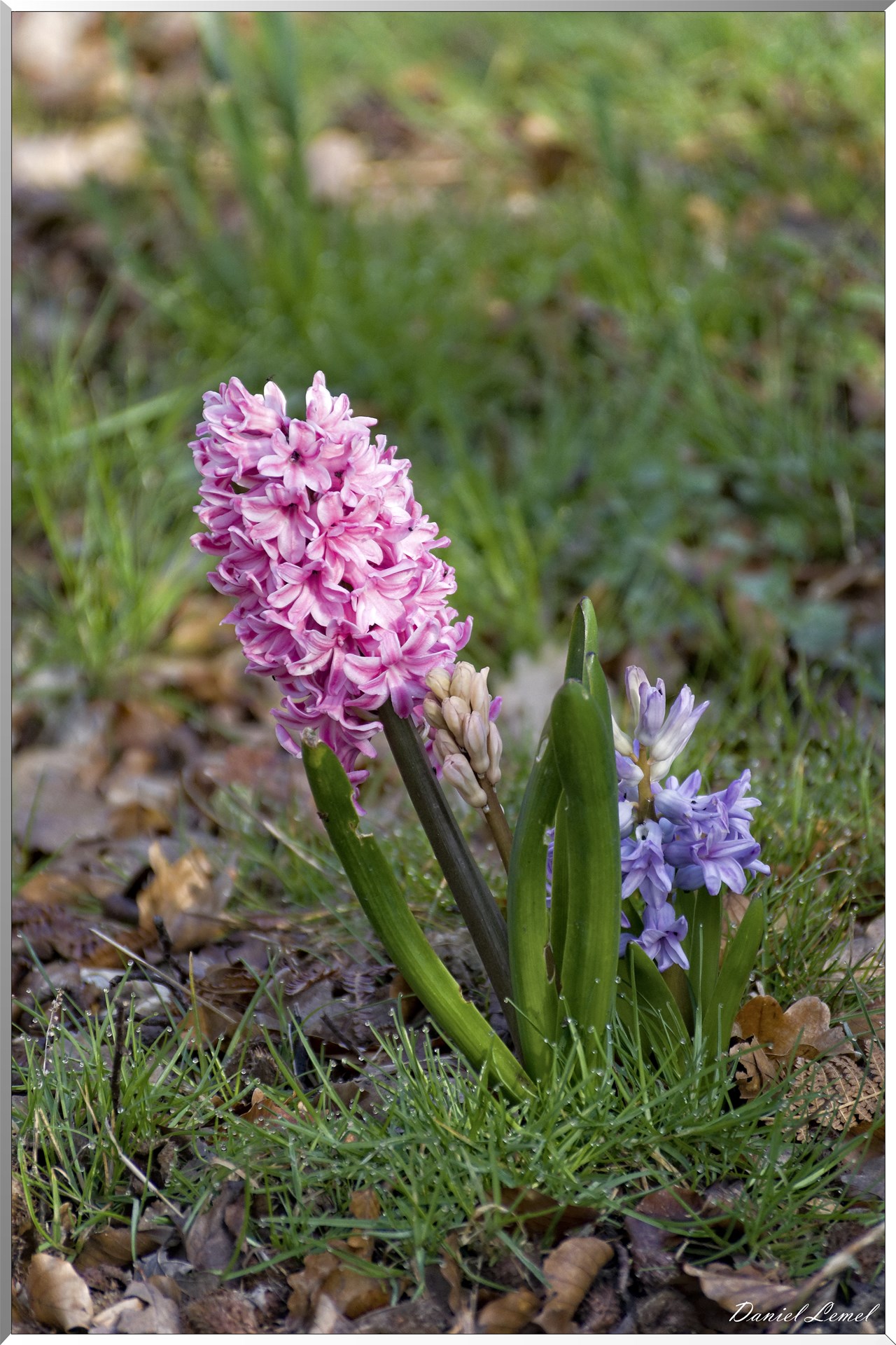 Bois-Jérôme-Saint-Ouen