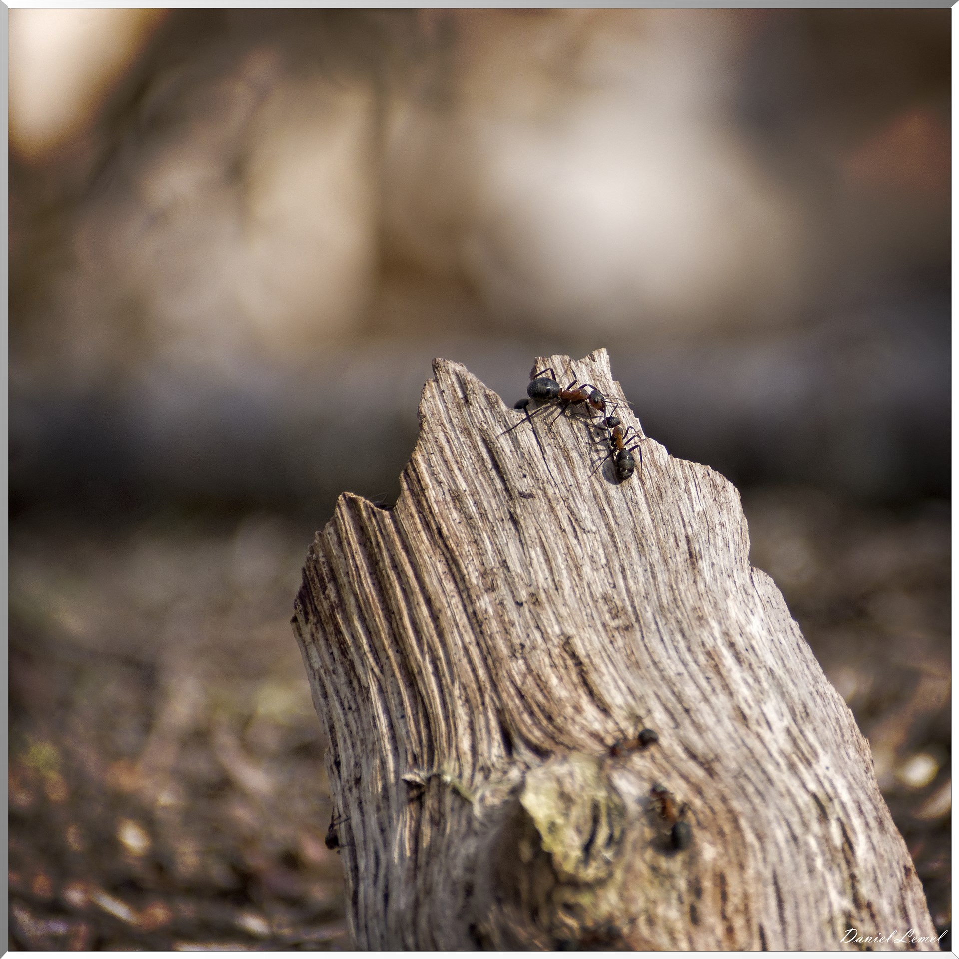 Vernon - Forêt du LRBA