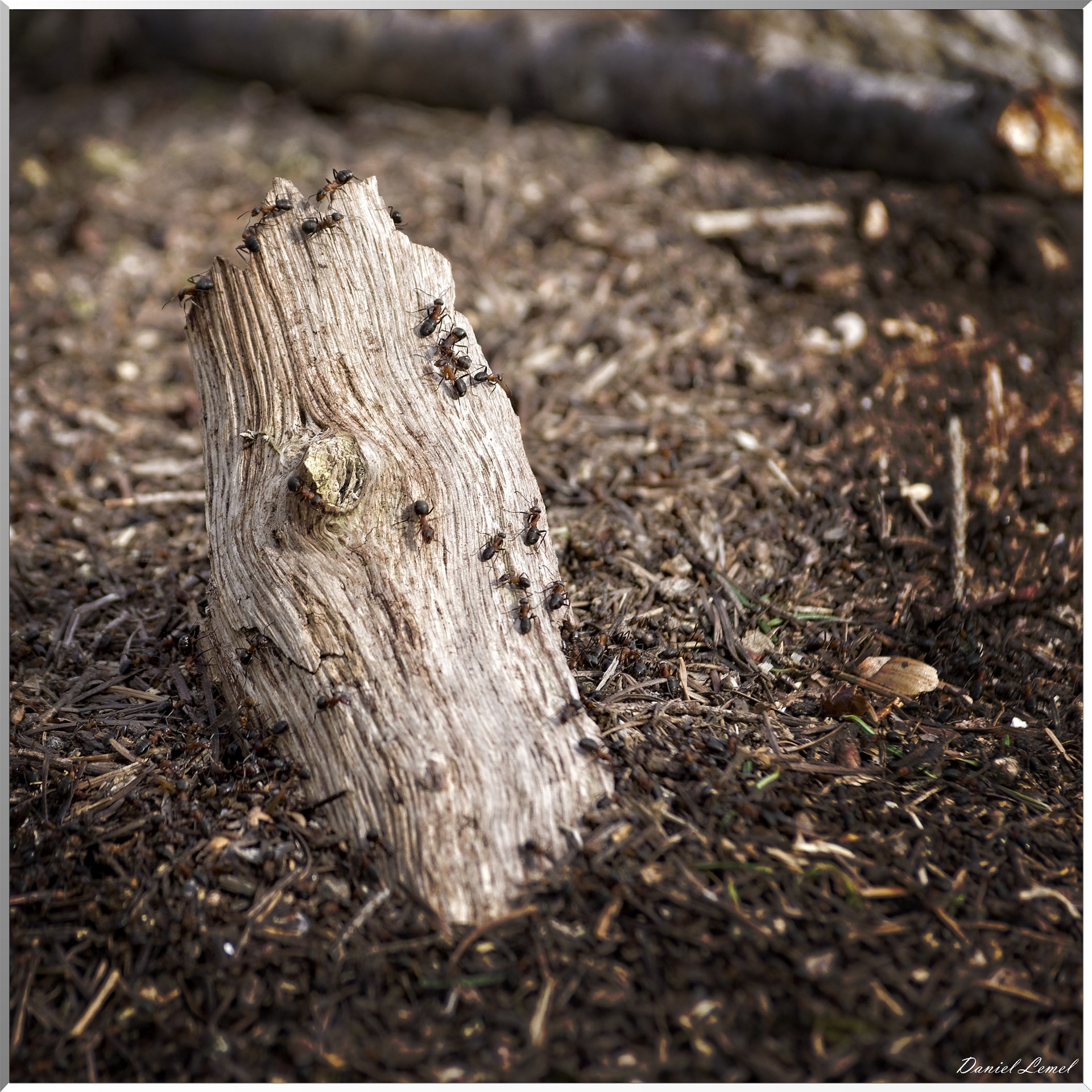 Vernon - Forêt du LRBA