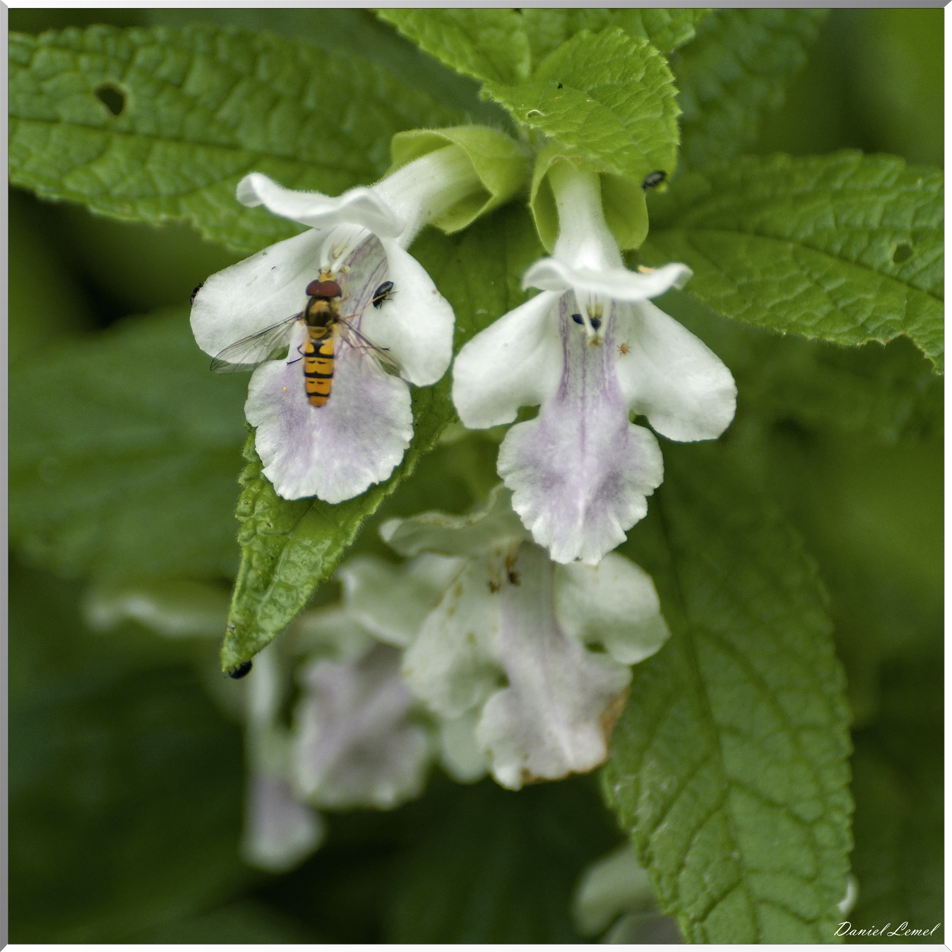 Le-Petit-Andelys