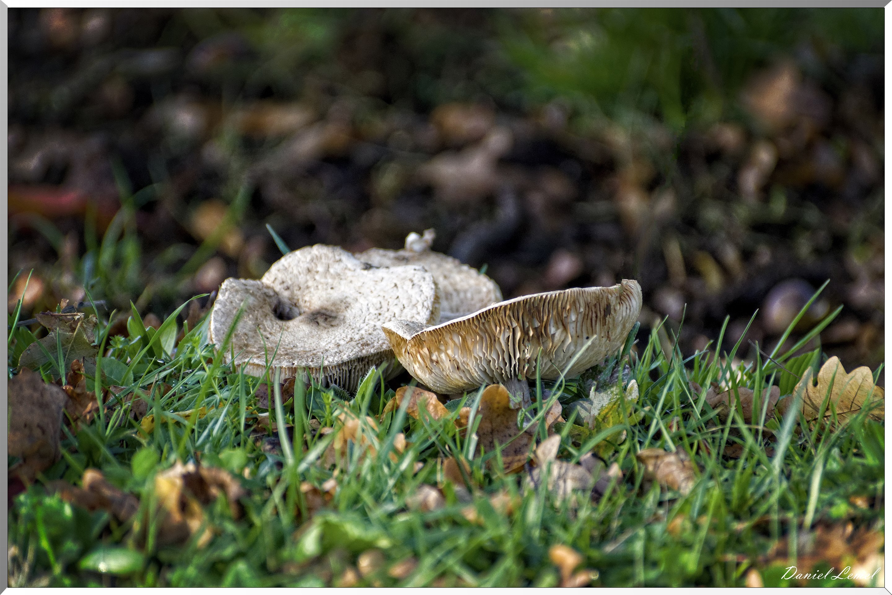 Saint-Pierre-de-Bailleul