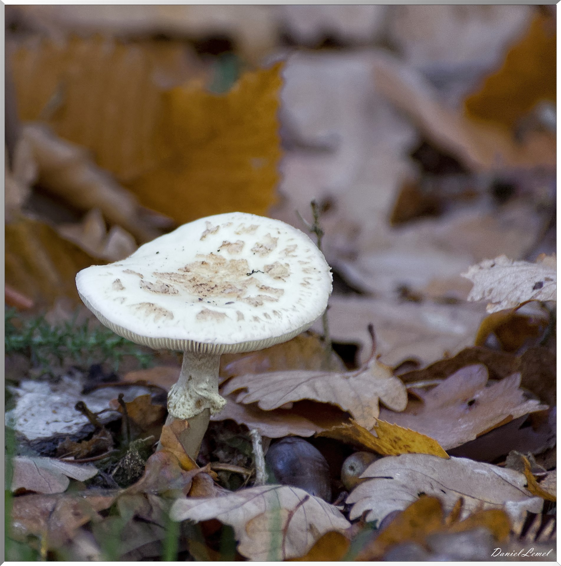 Saint-Pierre-de-Bailleul