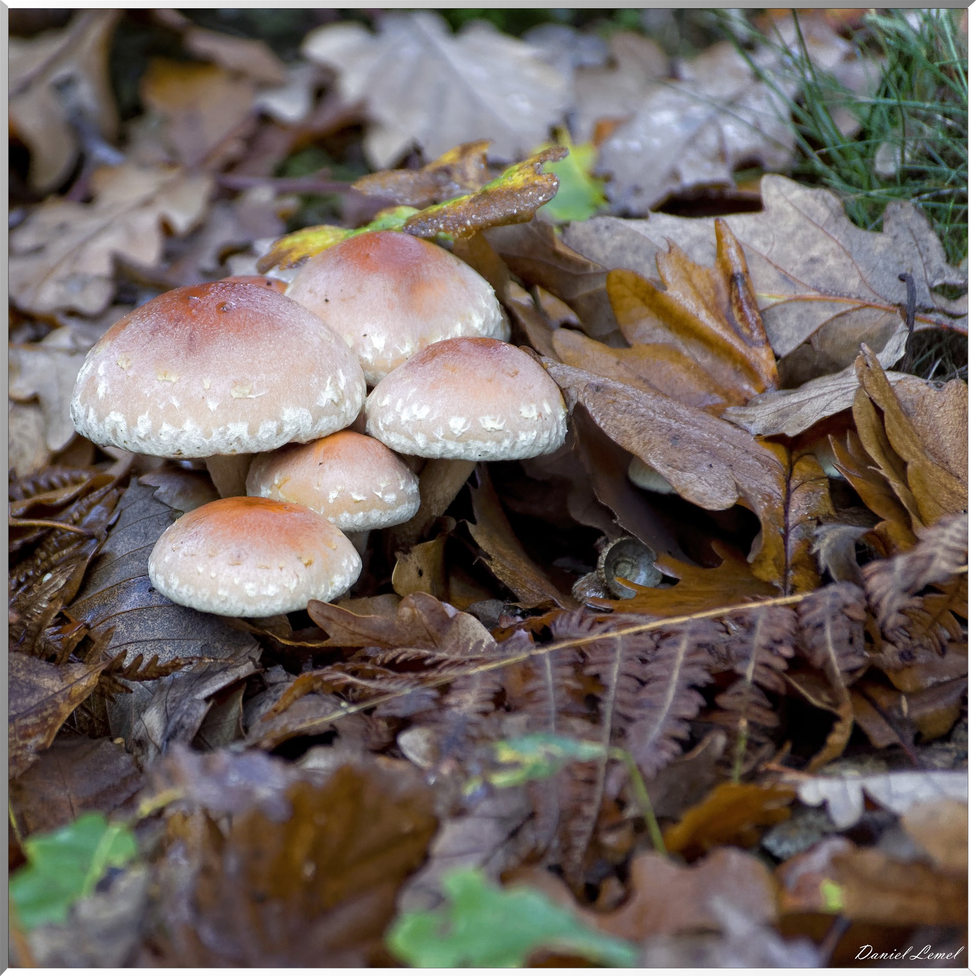 Saint-Pierre-de-Bailleul