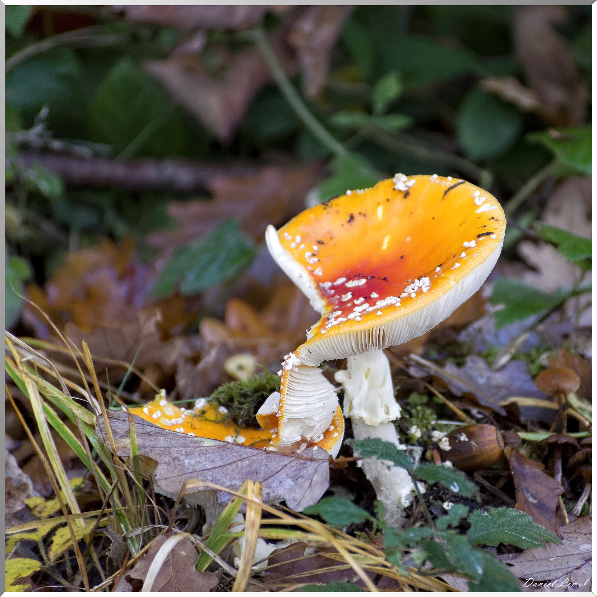 Saint-Pierre-de-Bailleul