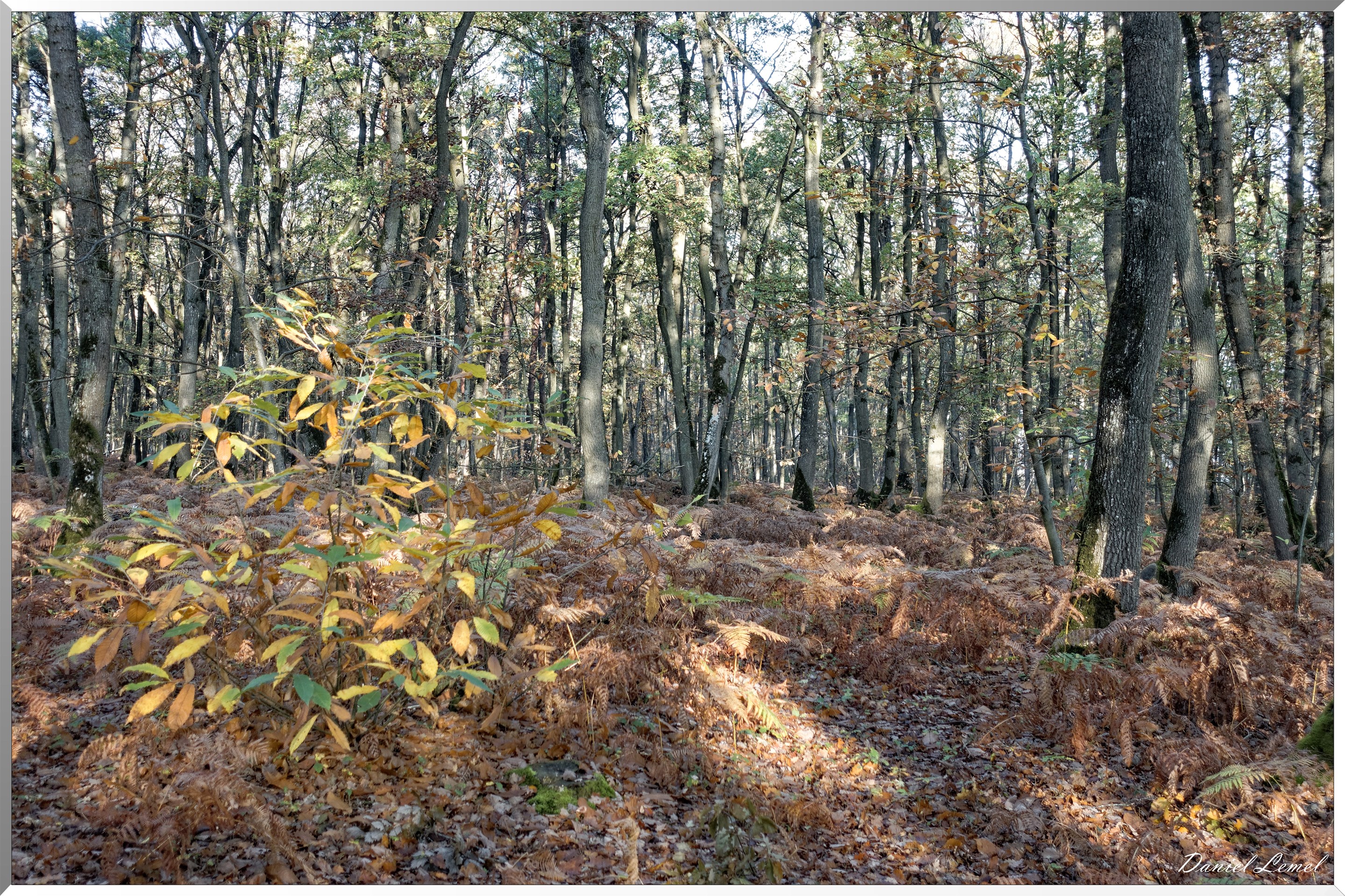 Saint-Pierre-de-Bailleul