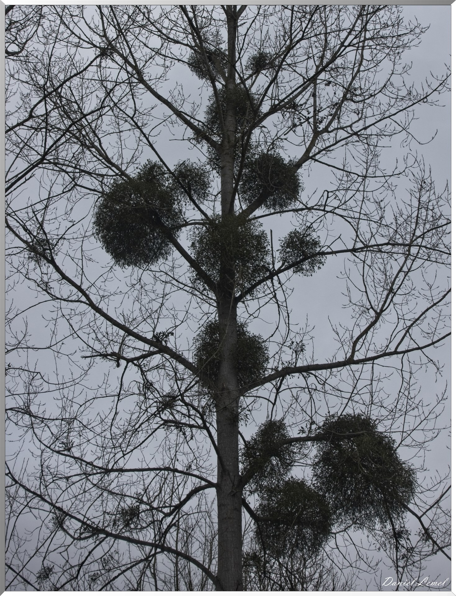 Ste Geneviève lès Gasny