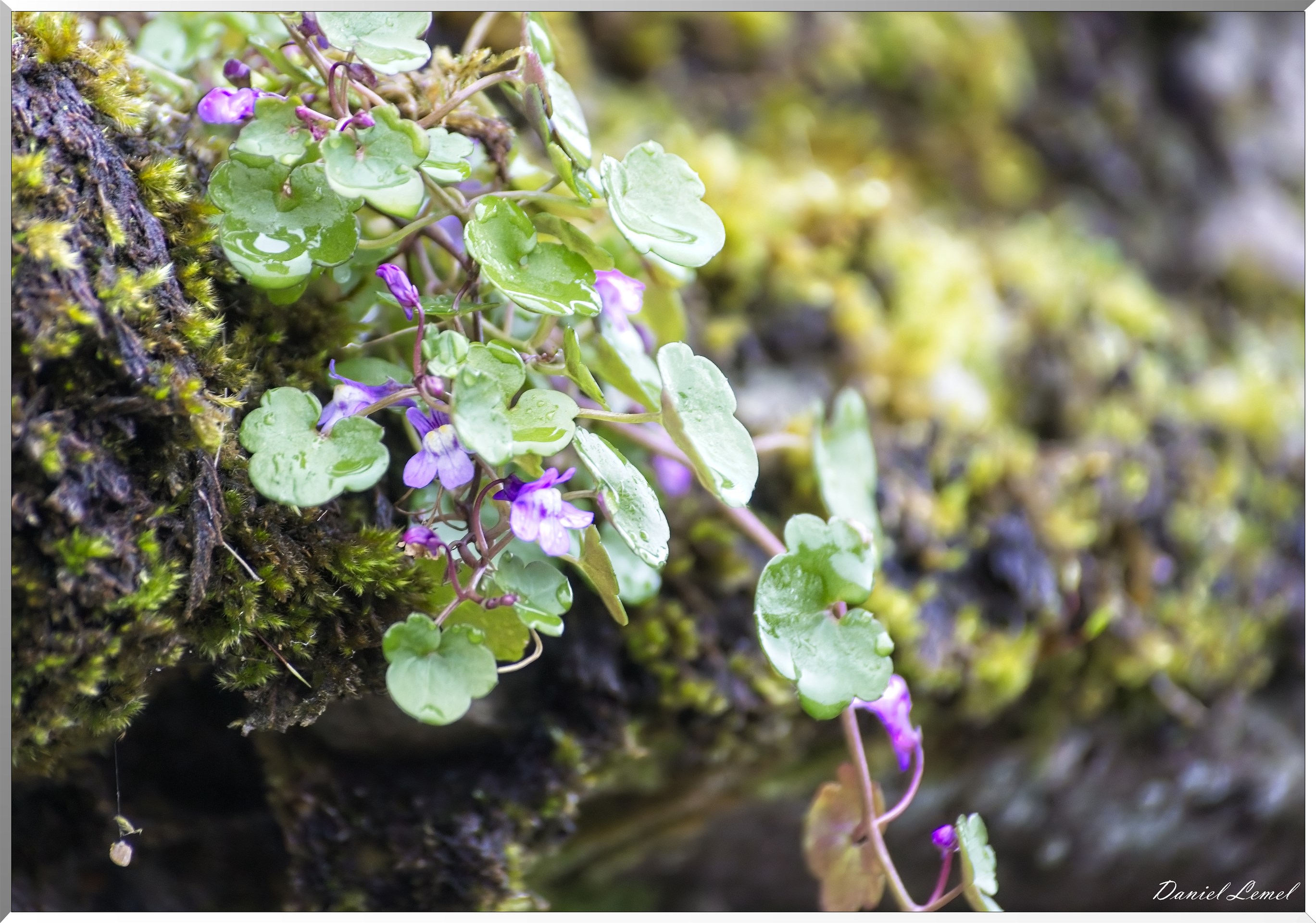 Ste Geneviève lès Gasny