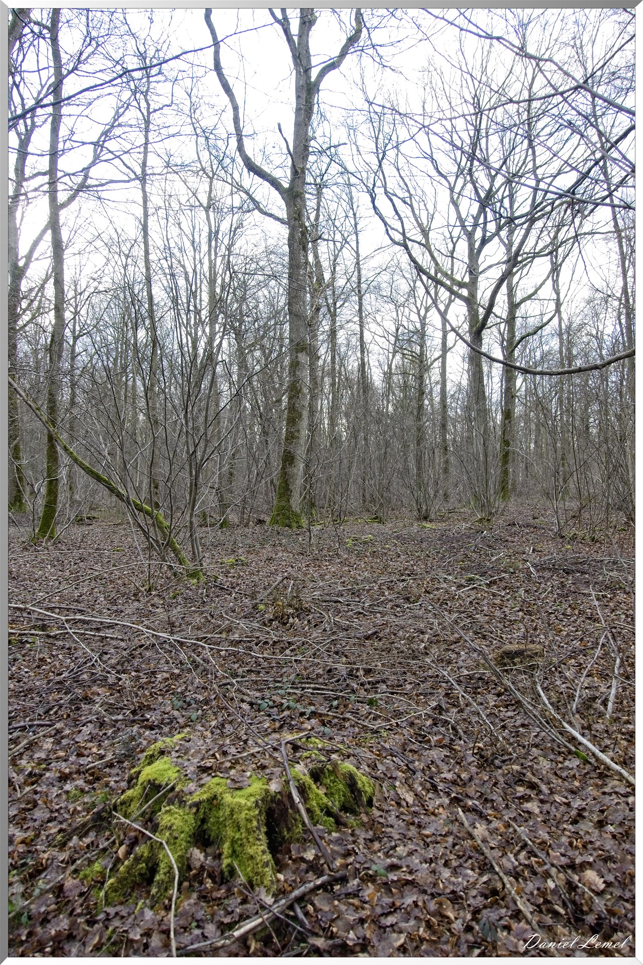 Arborétum de la Roche-Guyon