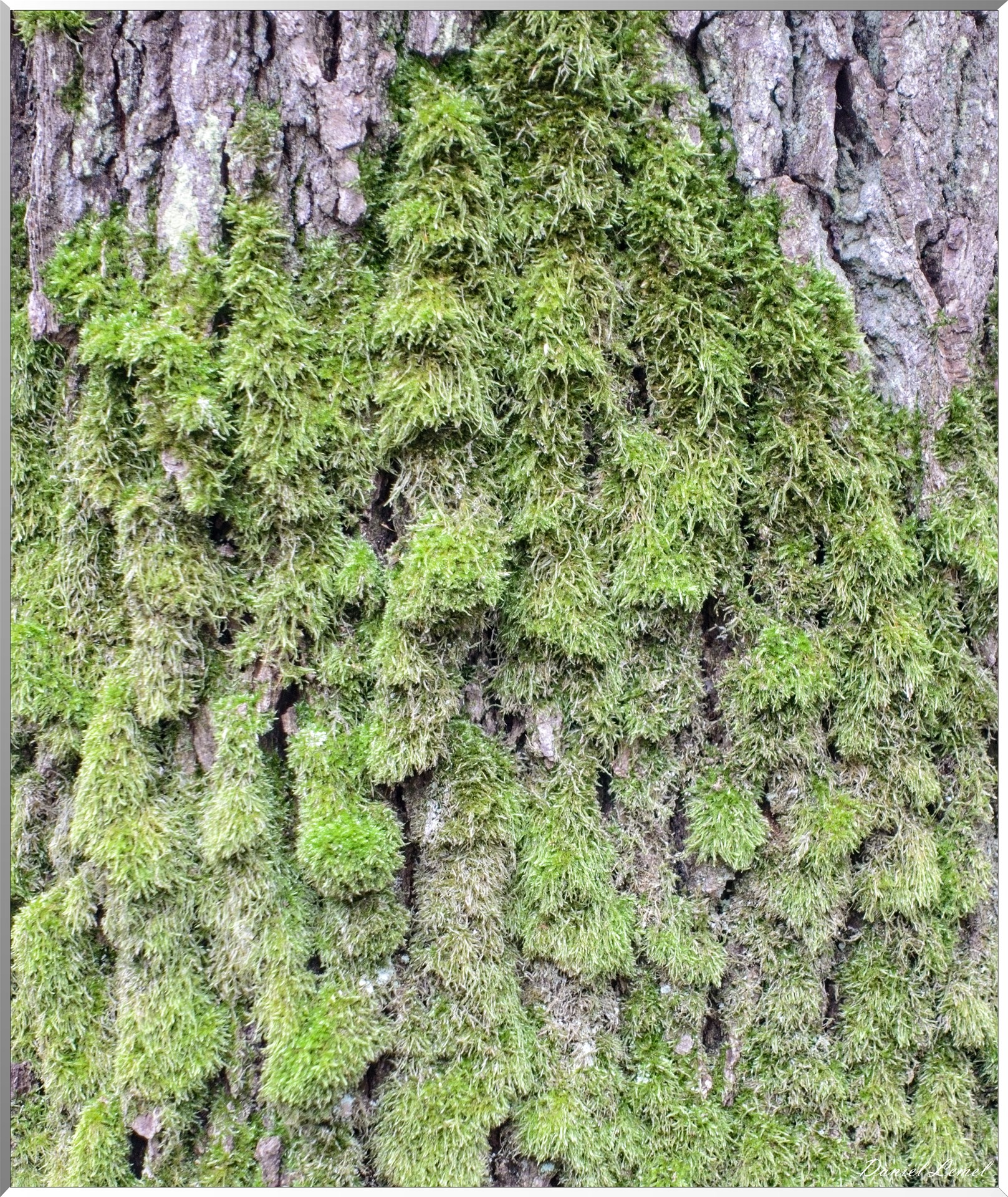 Arborétum de la Roche-Guyon