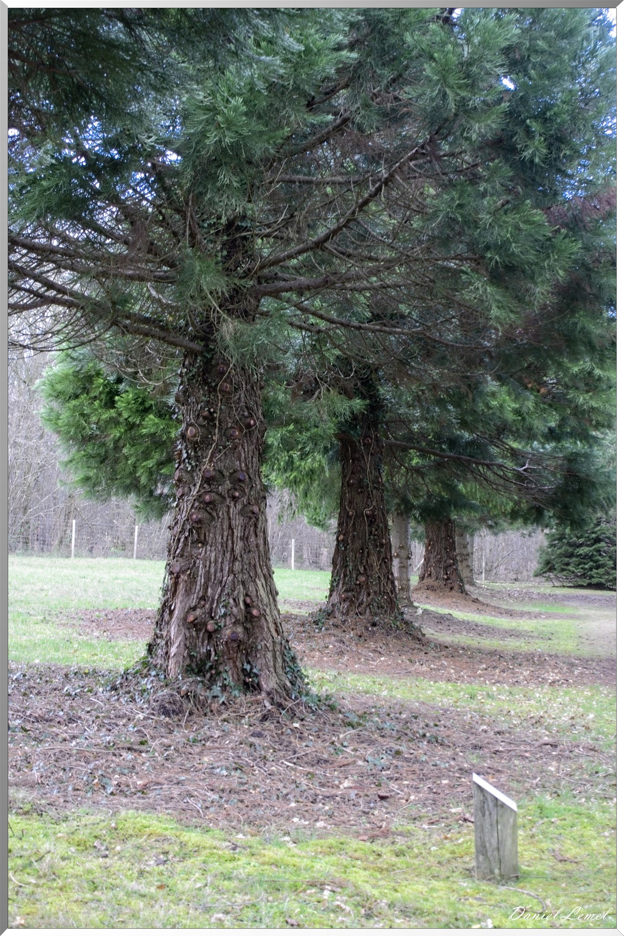 Arborétum de la Roche-Guyon