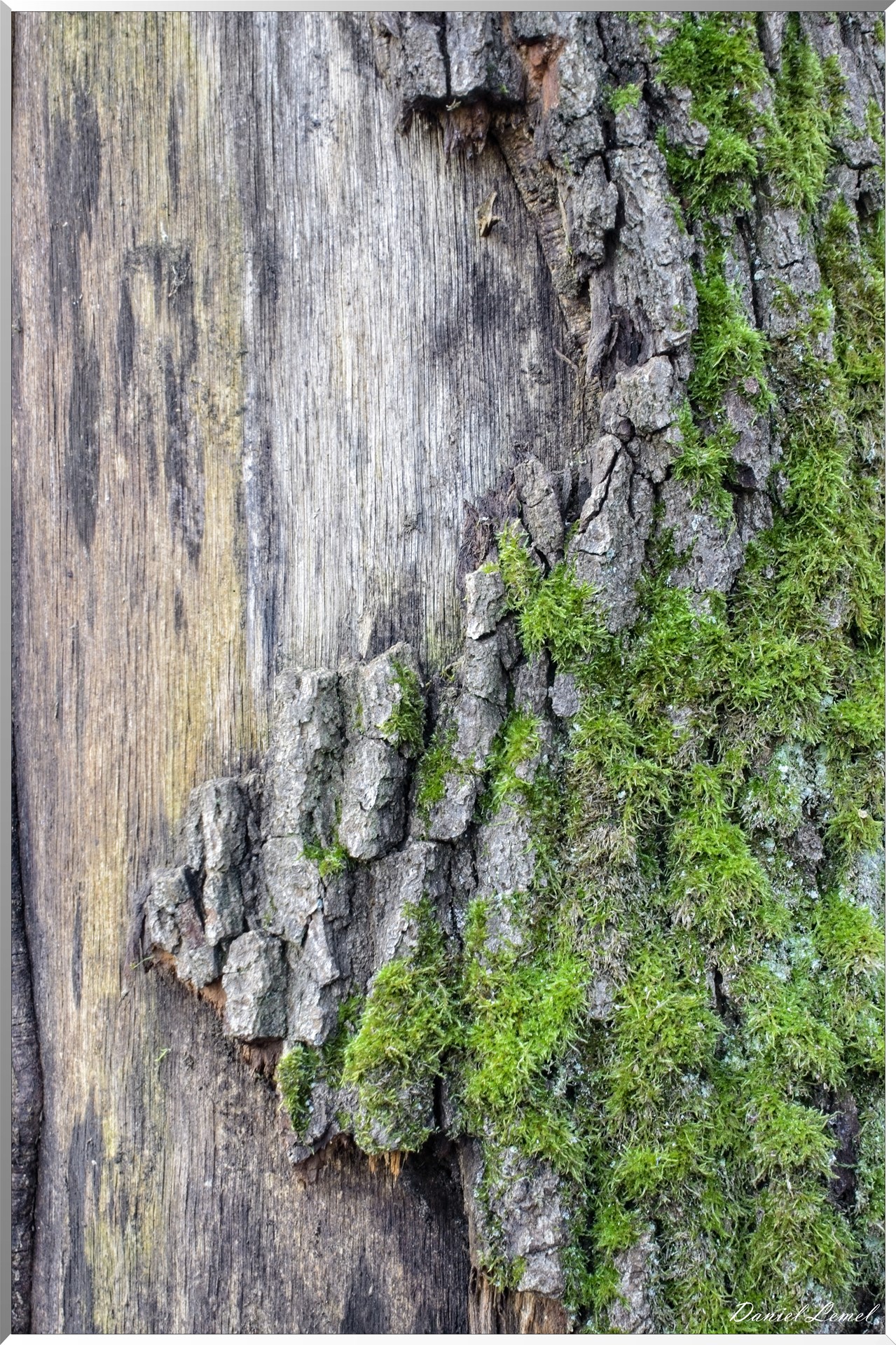 Arborétum de la Roche-Guyon
