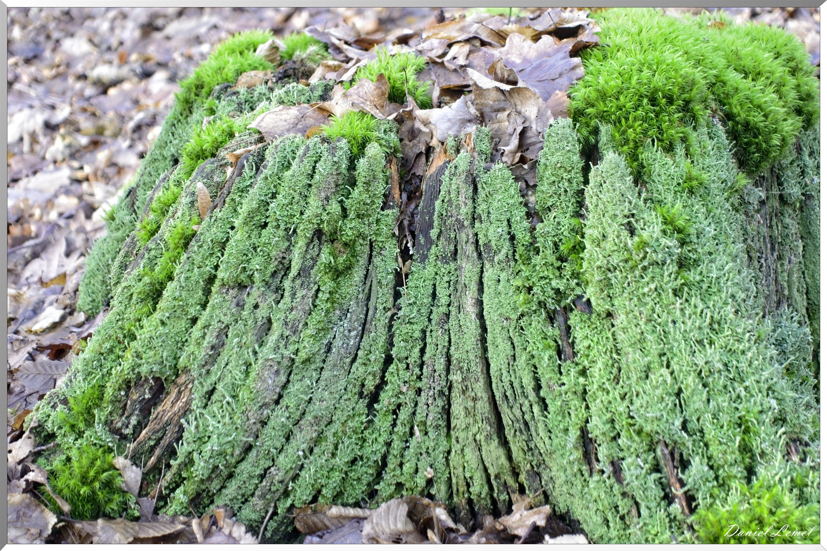 Arborétum de la Roche-Guyon