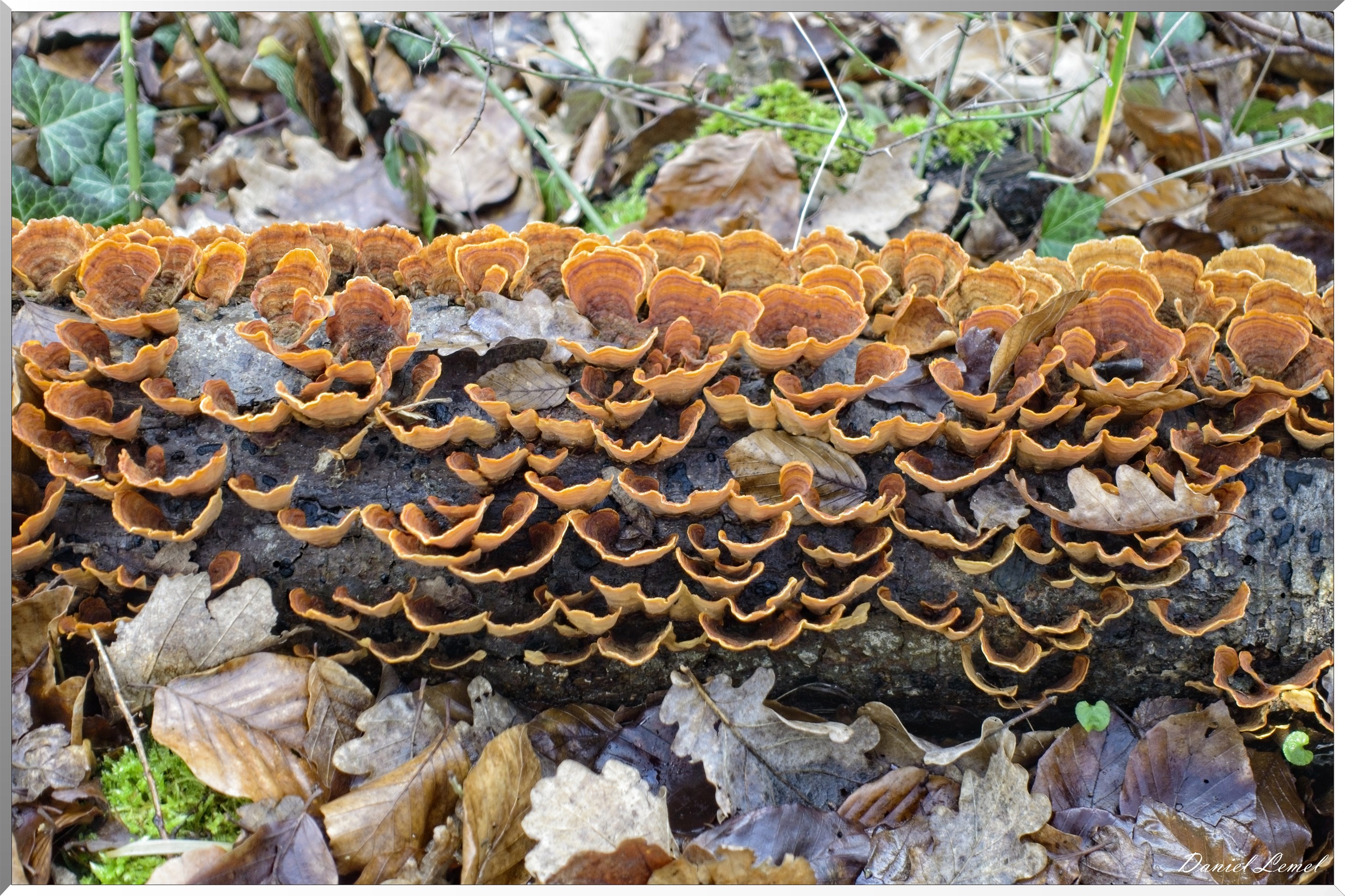 Arborétum de la Roche-Guyon