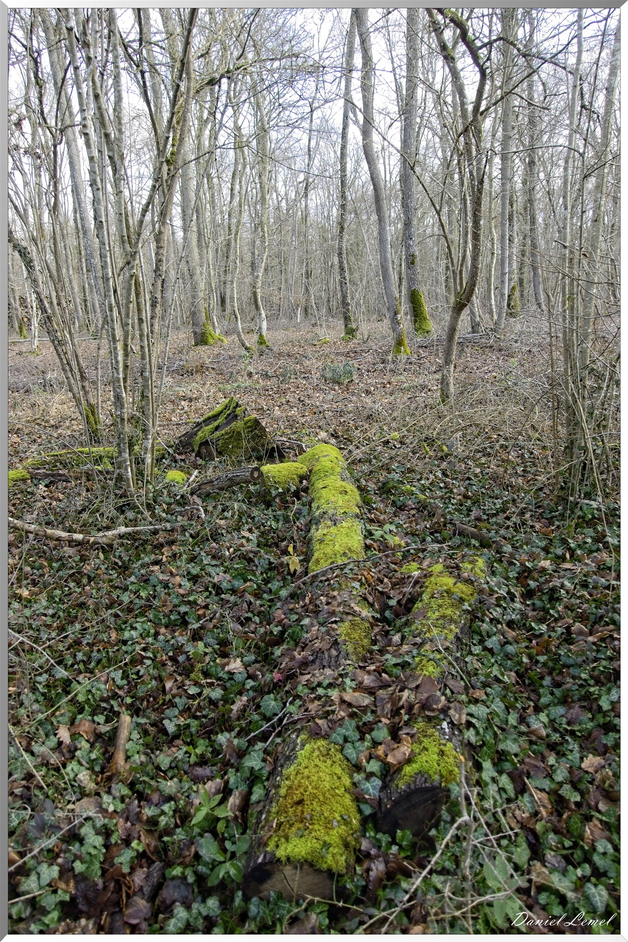 Arborétum de la Roche-Guyon