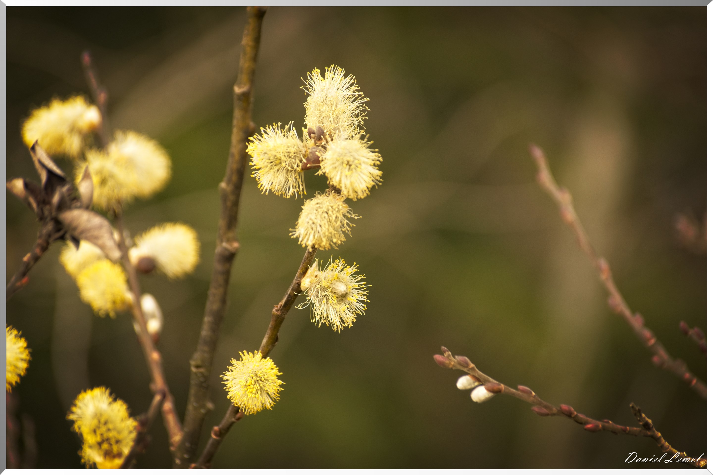 Moisson