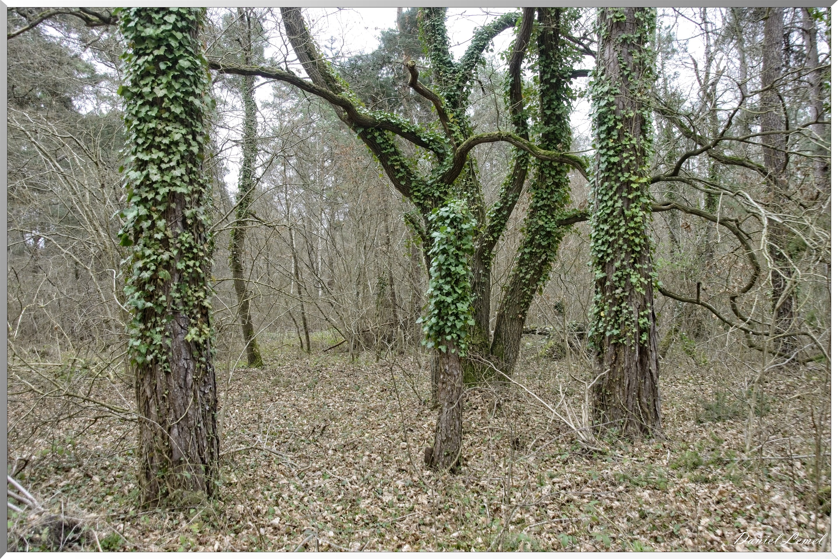 Moisson