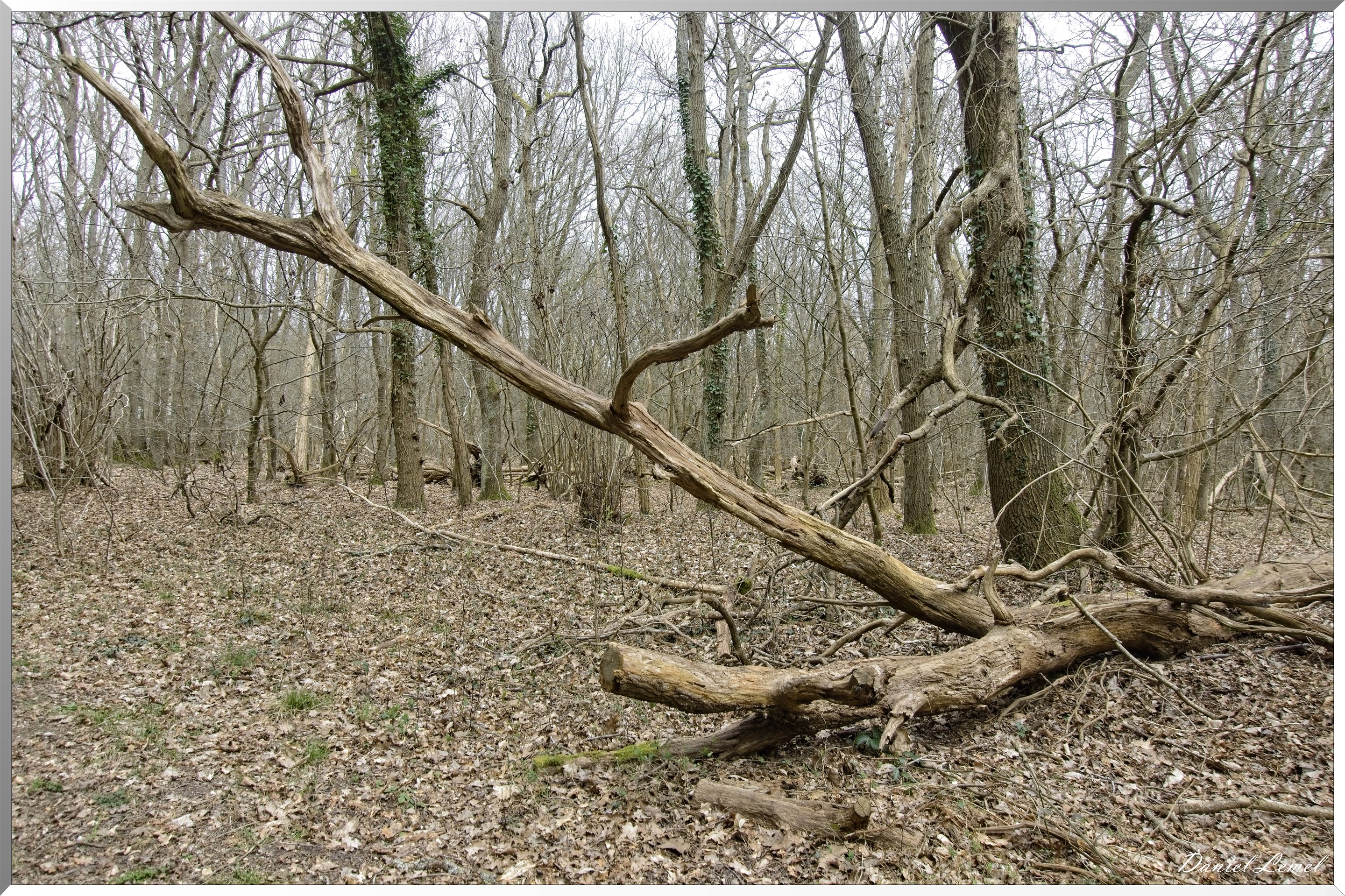 Moisson