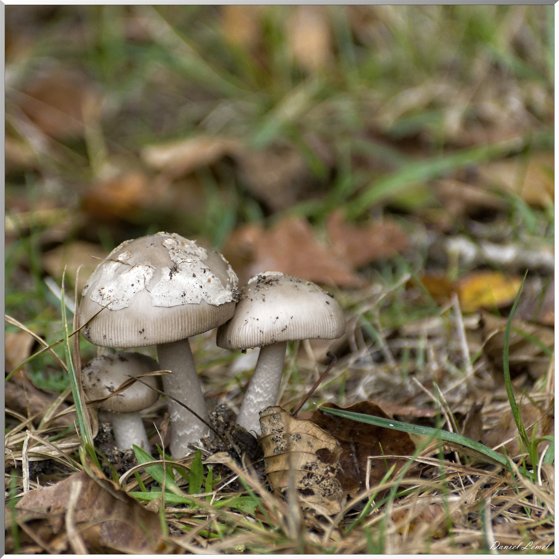 La Croix-Saint-Leufroy