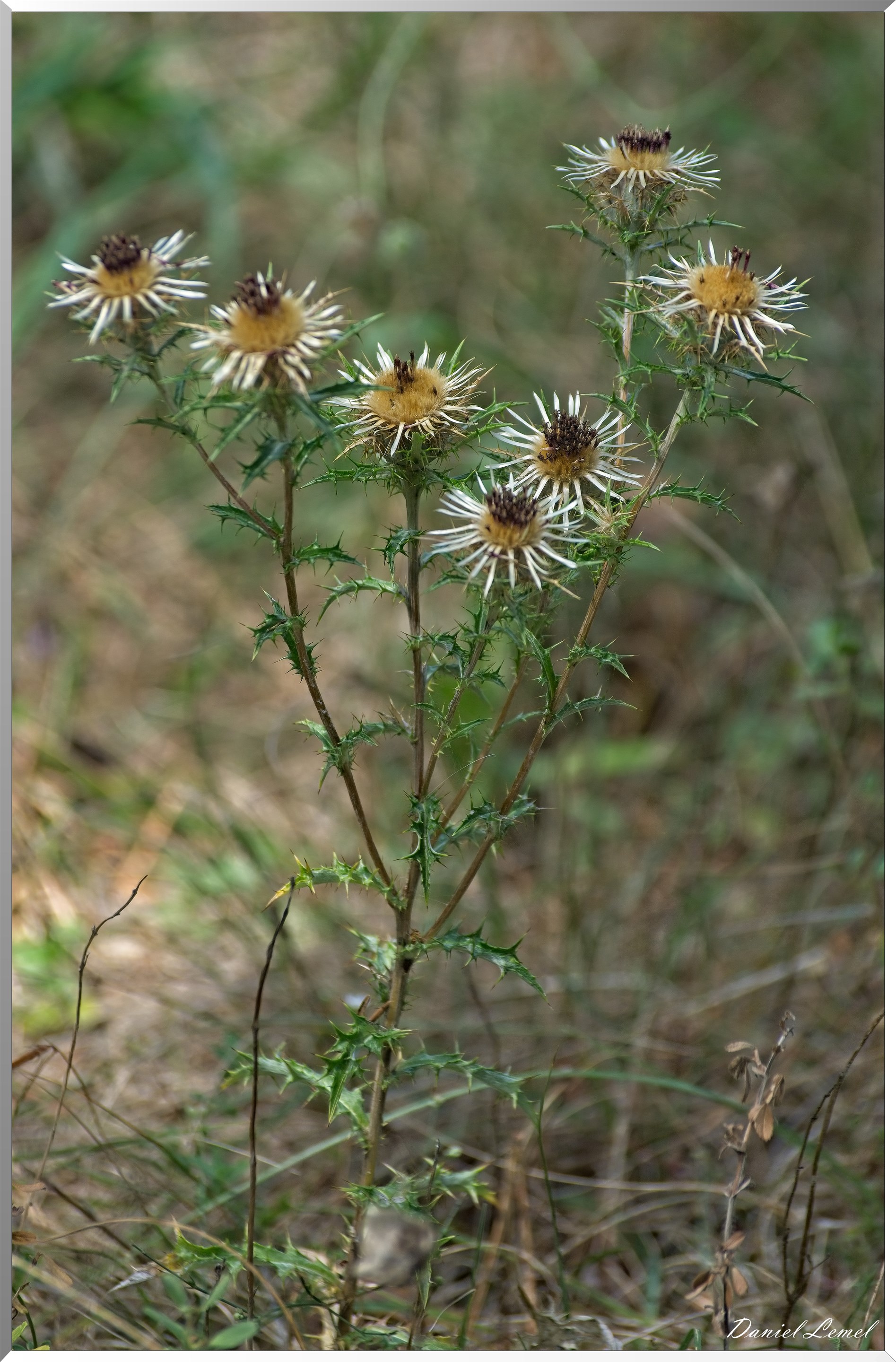 Le Gauzinès en Lozère