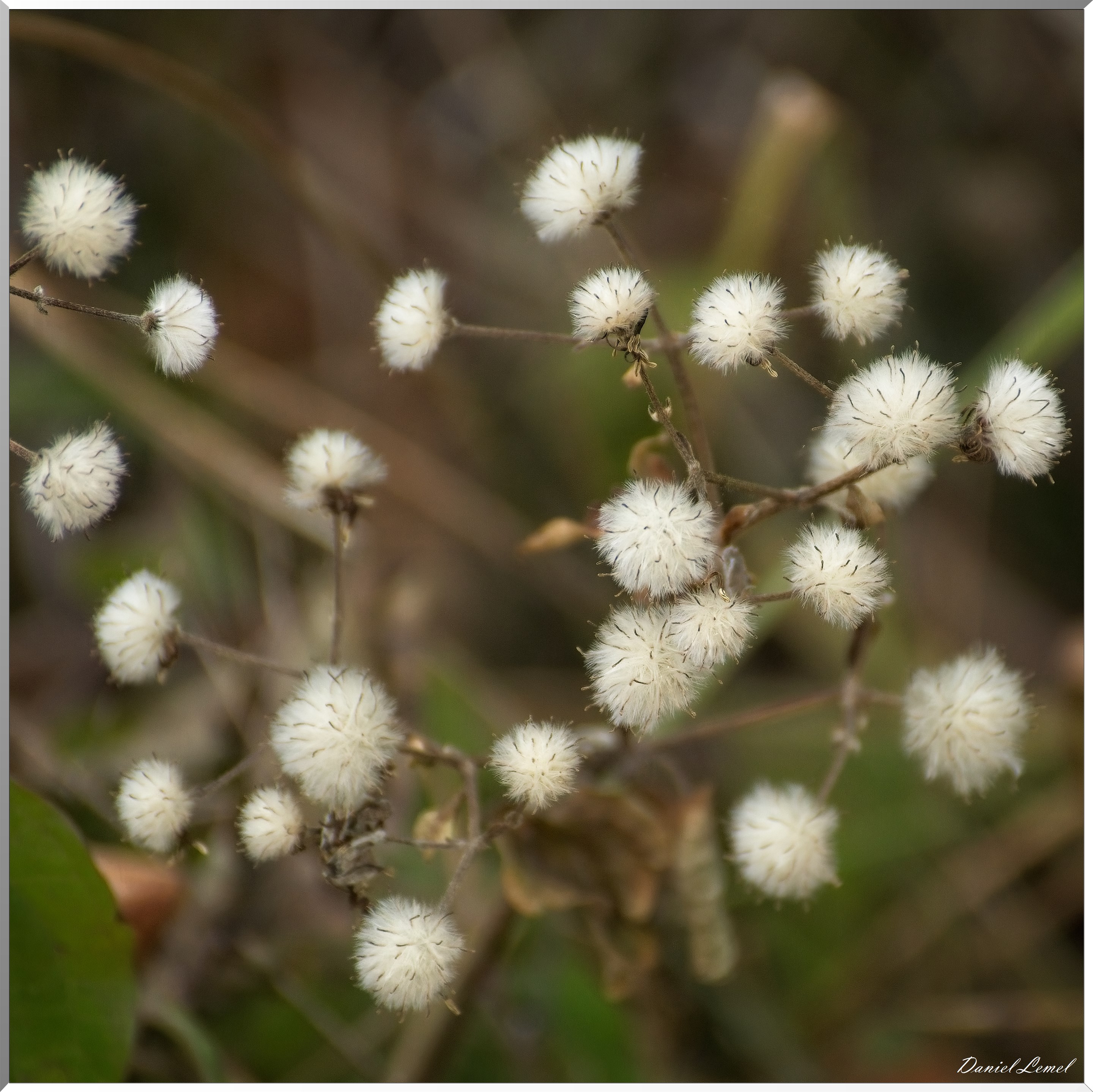 Buzareingues